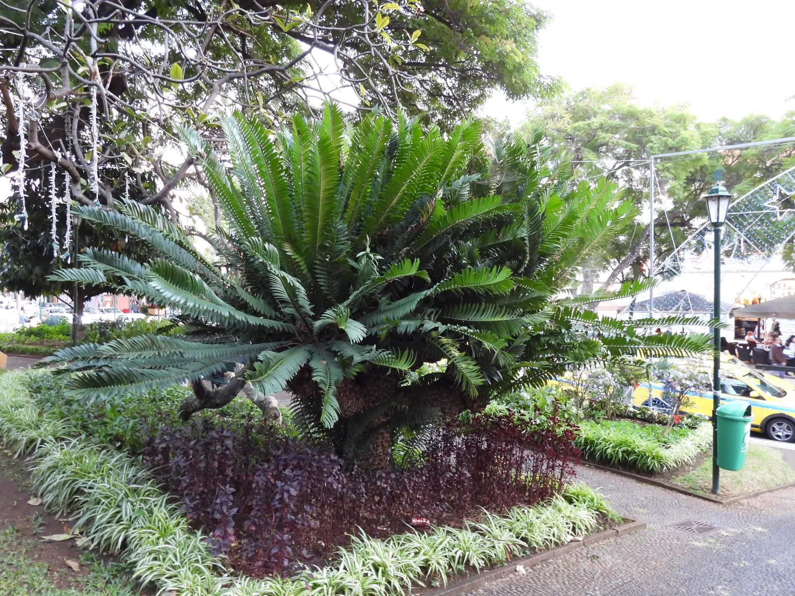 Modjadji Cycad (Encephalartos Transvenosus) — a revered figure in the local culture; the cycad produces either male or female cones but not both