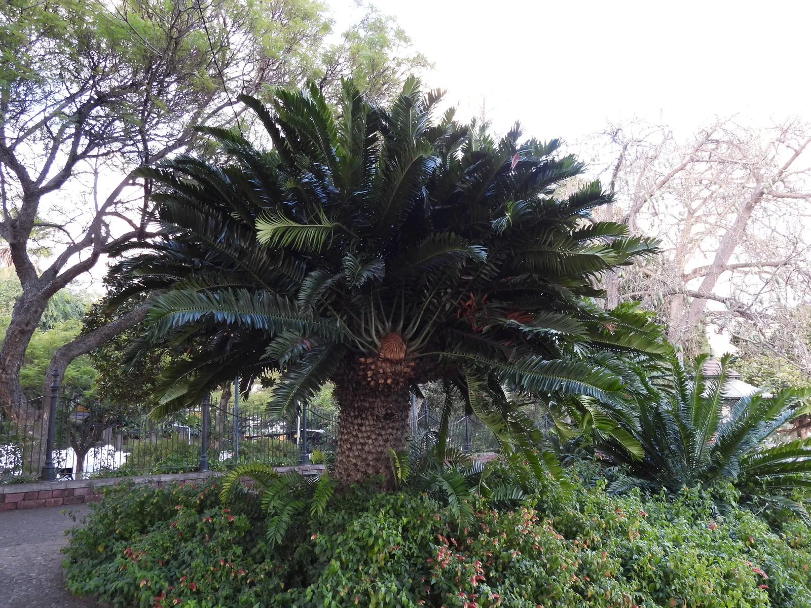 Modjadji Cycad (Encephalartos Transvenosus) — Prefers well-drained soil in partially shaded areas
