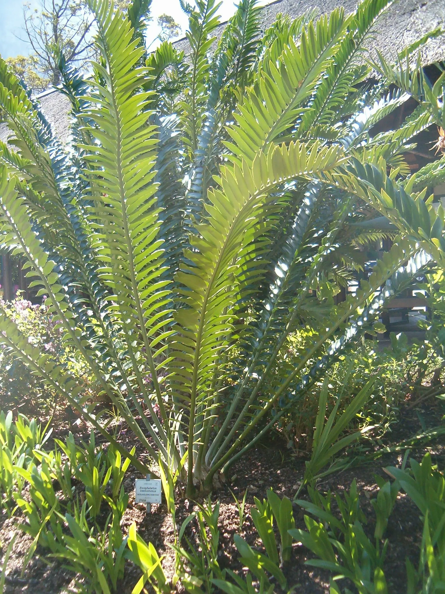 Modjadji Cycad (Encephalartos Transvenosus) — The Modjadji Cycad (Encephalartos transvenosus) is a rare