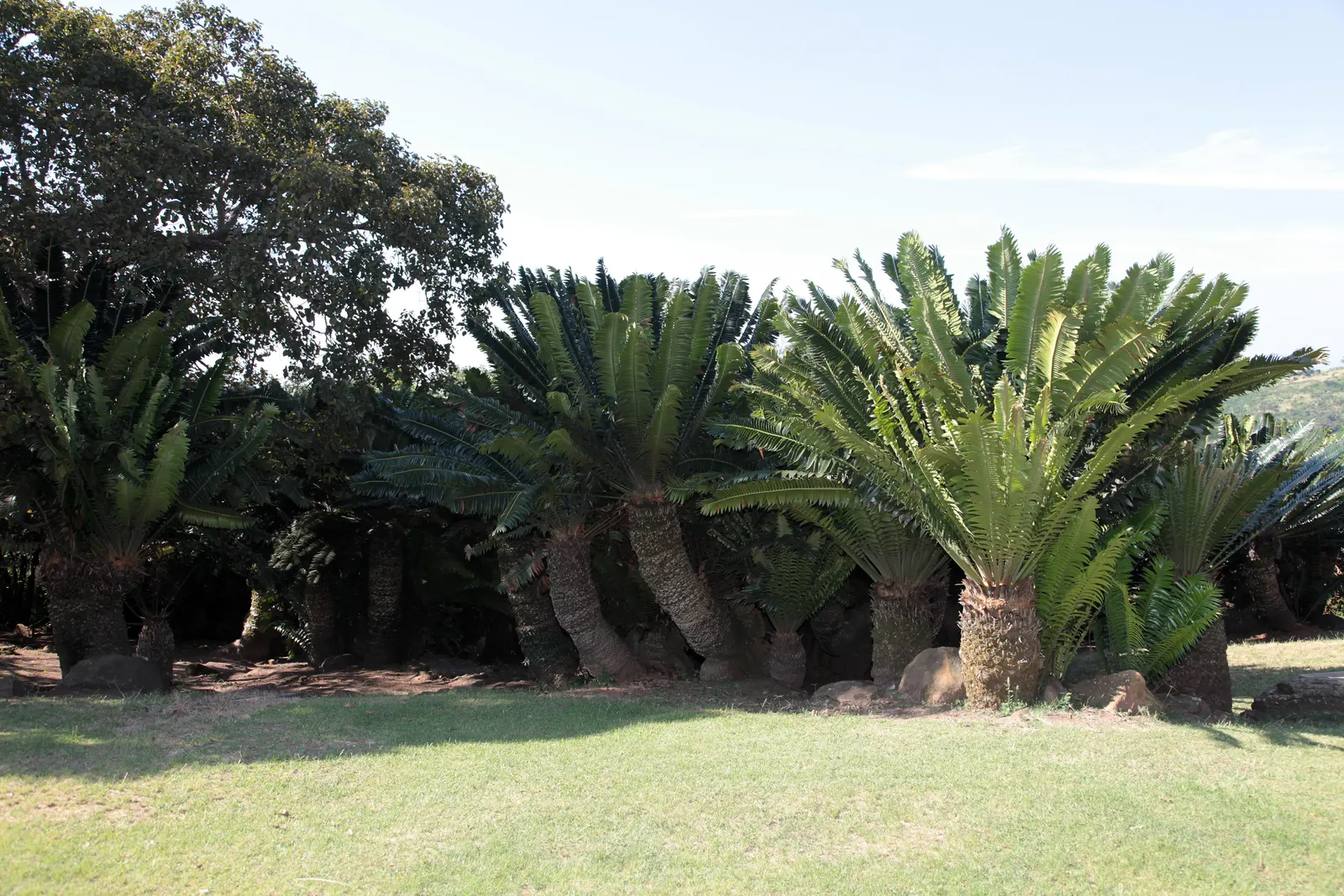 Modjadji Cycad (Encephalartos Transvenosus) — it is named after the Rain Queen Modjadji