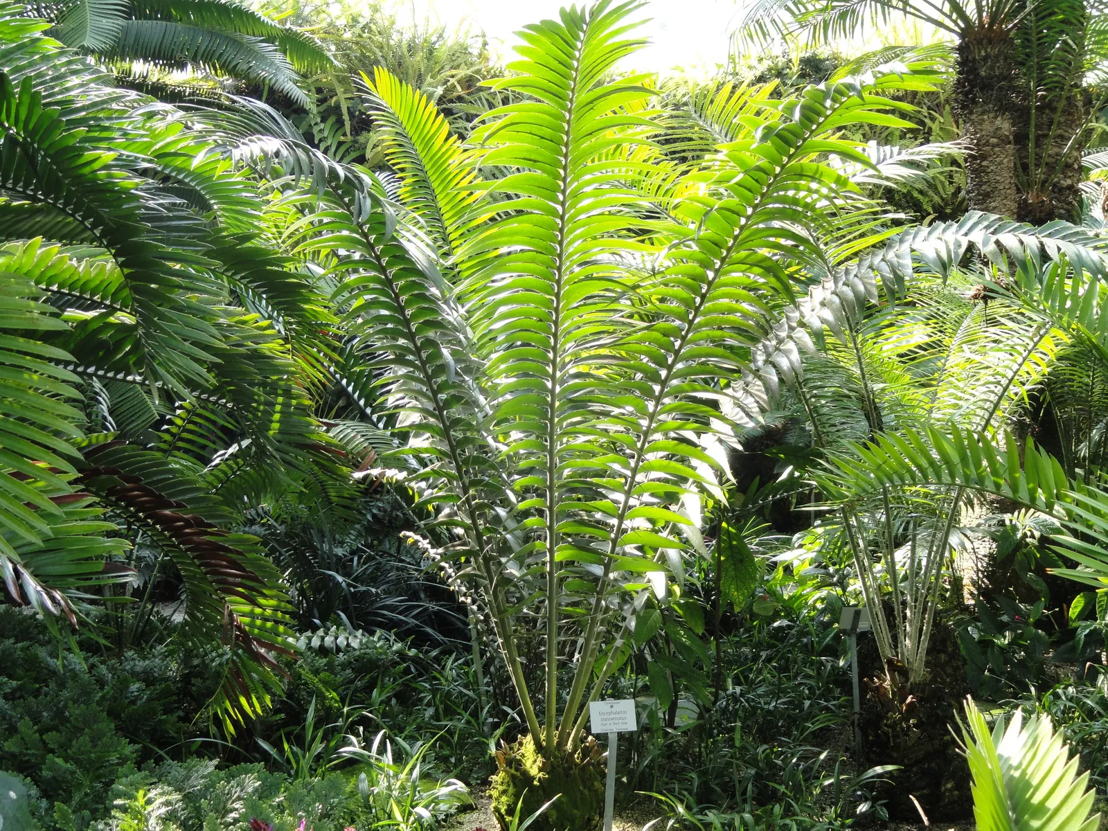 Modjadji Cycad (Encephalartos Transvenosus) — This cycad possesses a robust stem that can grow up to 16-32 feet tall and roughly 1-2 feet in diameter; the