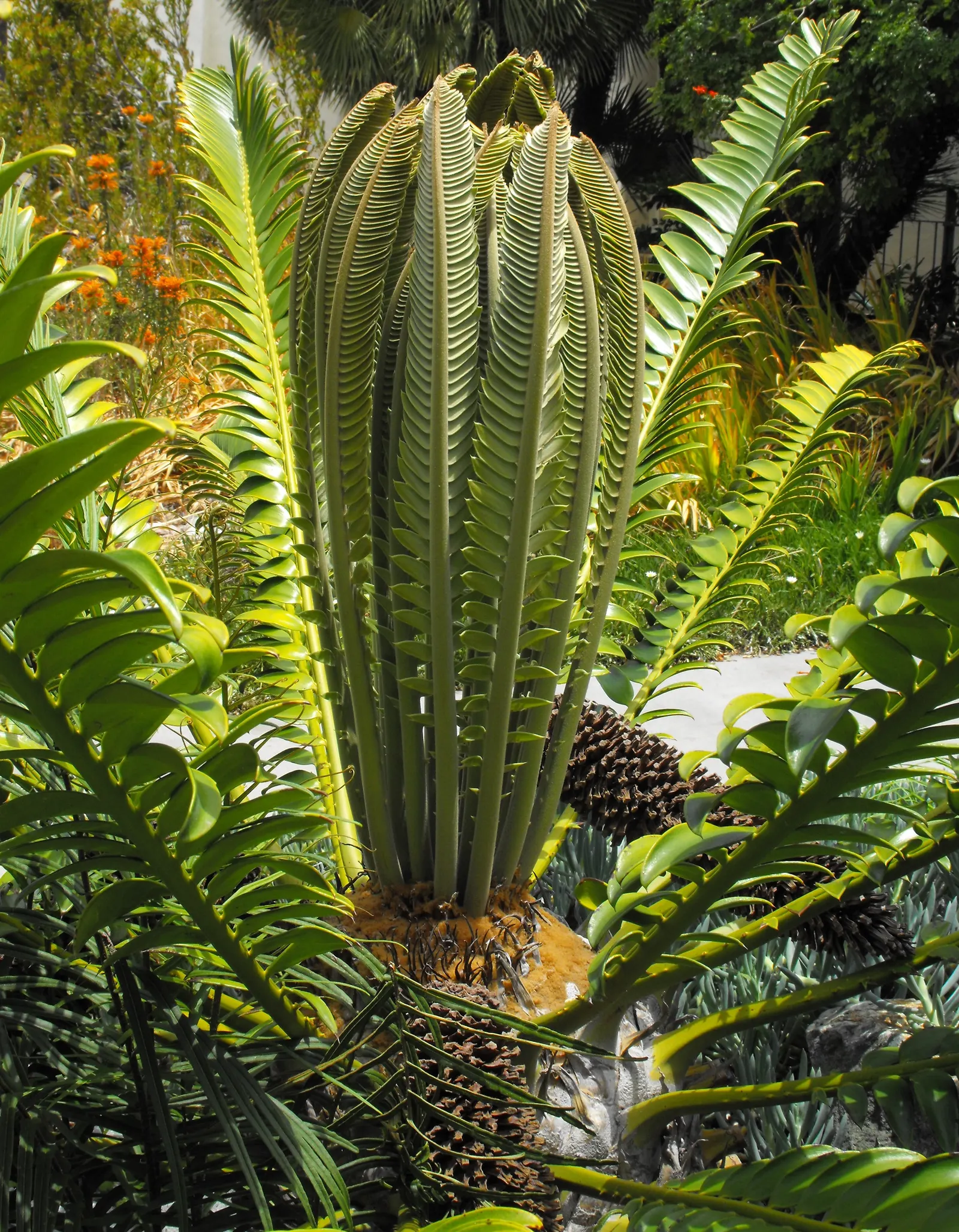 Modjadji Cycad (Encephalartos Transvenosus) — Esteemed for its majestic presence and deep traditional roots; is a formidable and ancient plant species