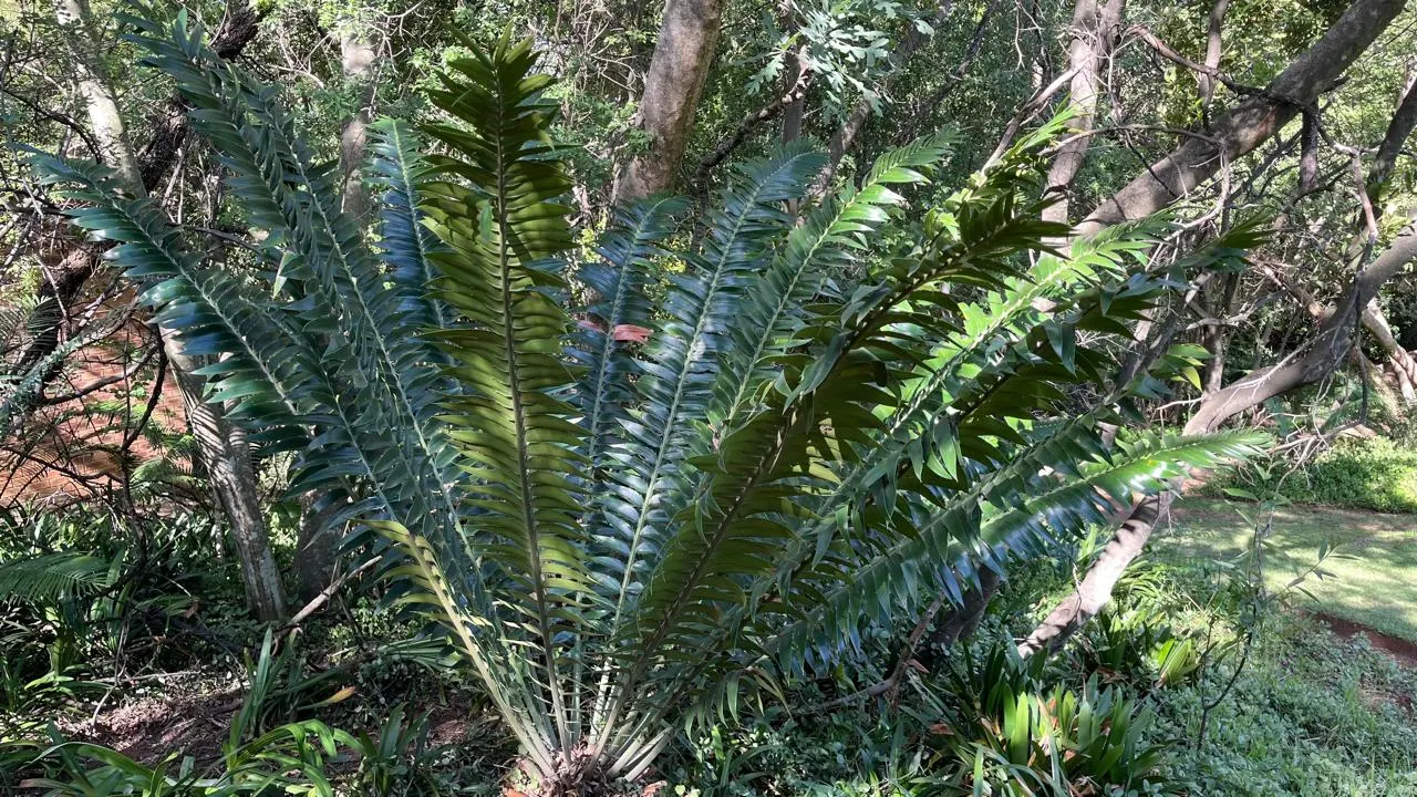 Modjadji Cycad (Encephalartos Transvenosus) — scientifically known as Encephalartos transvenosus