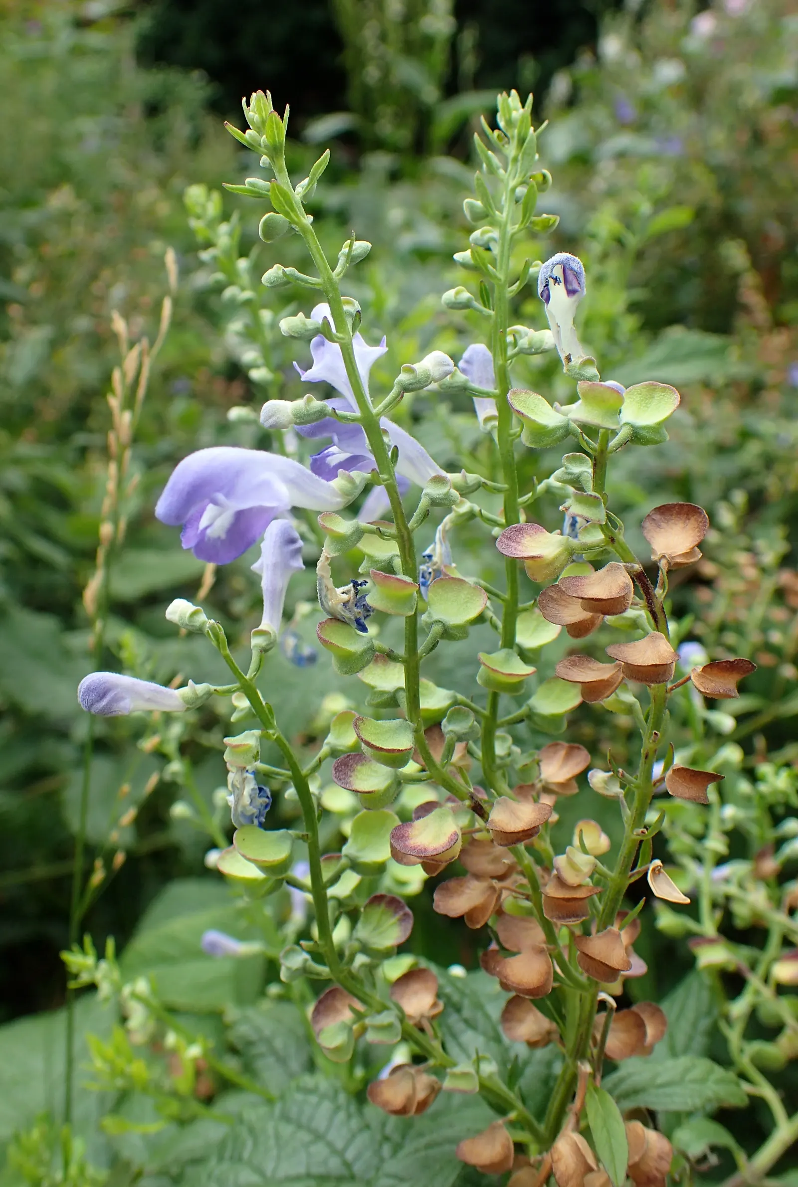 Hoary Skullcap (Scutellaria Incana) — reaching heights of 24-36 inches and widths of 18-24 inches