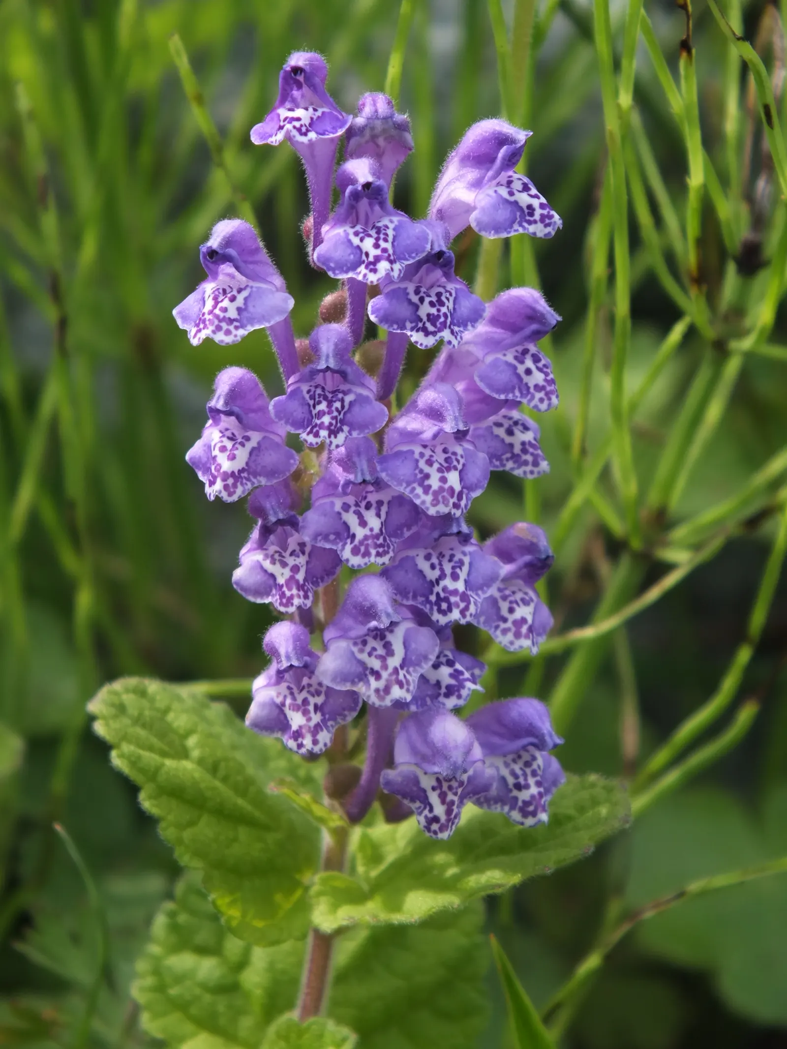 Hoary Skullcap (Scutellaria Incana) — enhancing woodland or naturalistic garden settings