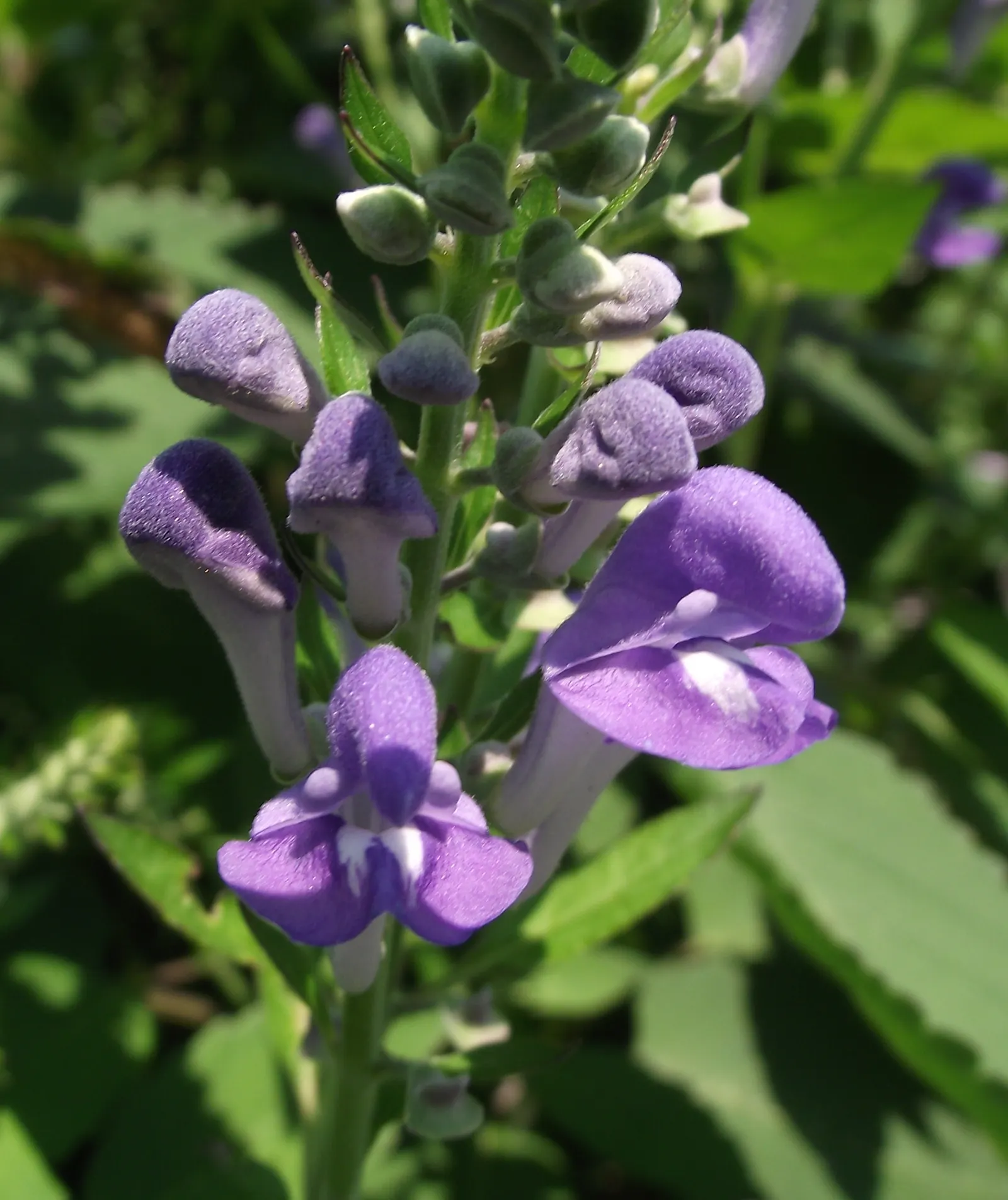 Hoary Skullcap (Scutellaria Incana) — The Hoary Skullcap (Scutellaria incana) is a perennial native to North America, thriving in USDA zones 4-8