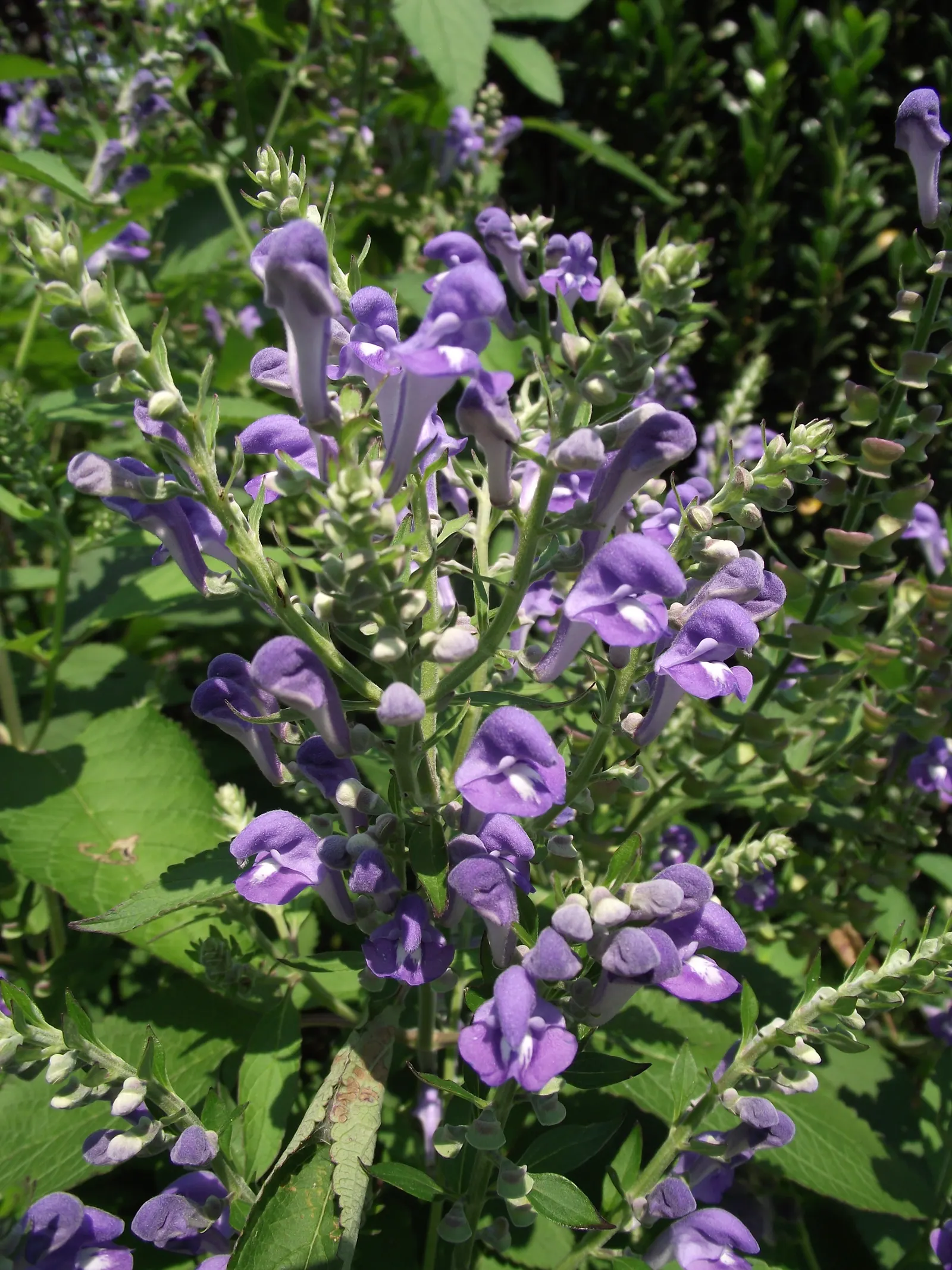 Hoary Skullcap (Scutellaria Incana) — It boasts silver-gray foliage and abundant hooded