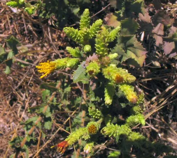 Sawtooth Goldenbush (Hazardia squarrosa) — It features serrated leaves and reaches up to 3 feet tall and 2 feet wide