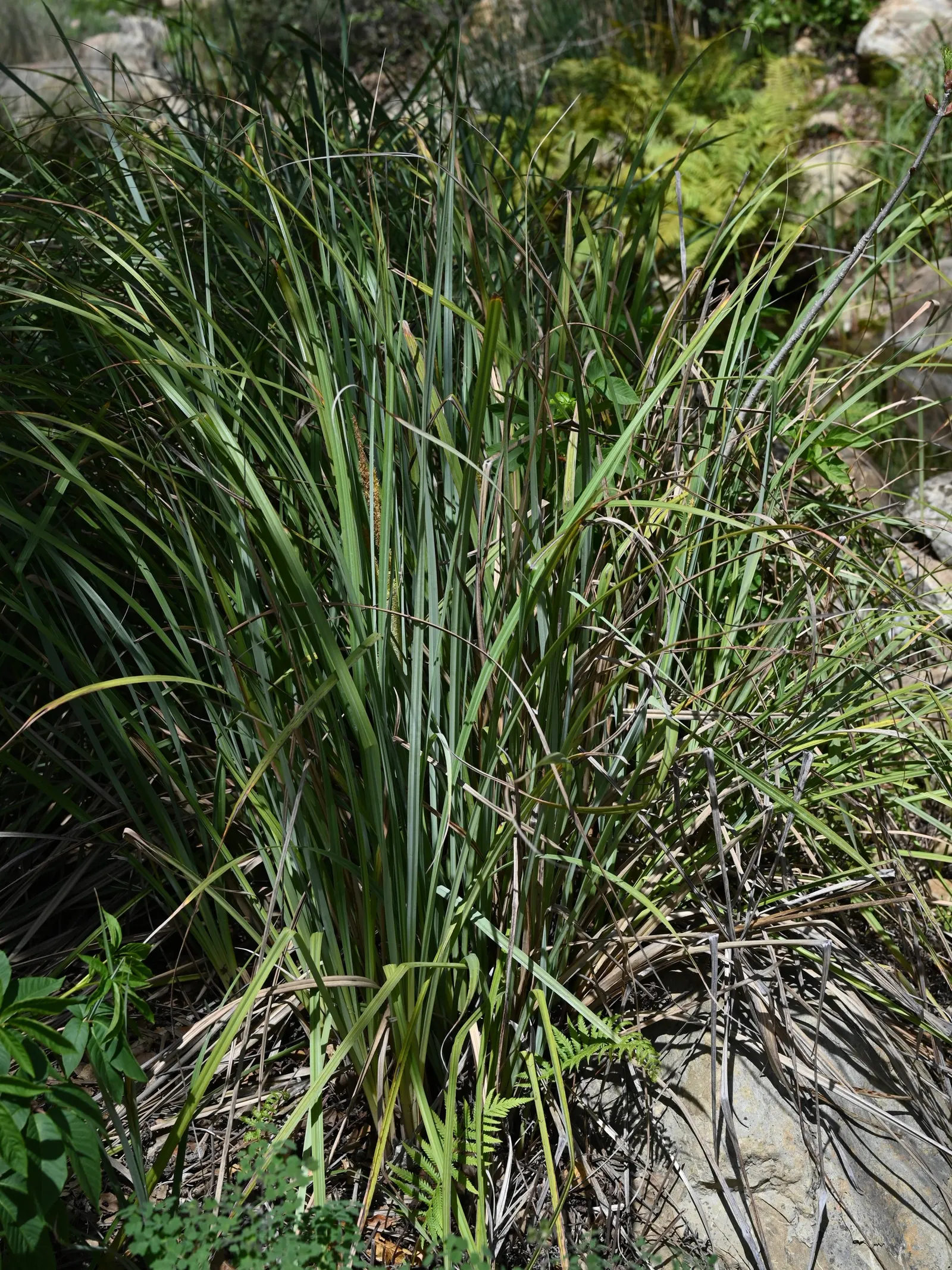San Diego Sedge (Carex Spissa) — Ideal for naturalistic designs, it offers excellent erosion control and habitat for wildlife