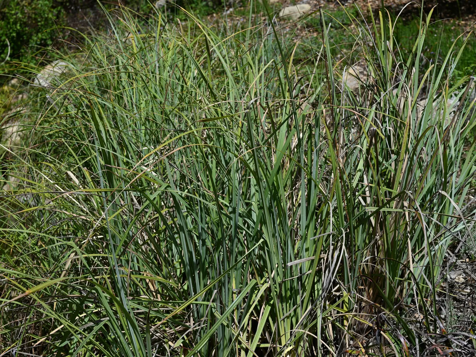 San Diego Sedge (Carex Spissa) — scientifically known as Carex spissa