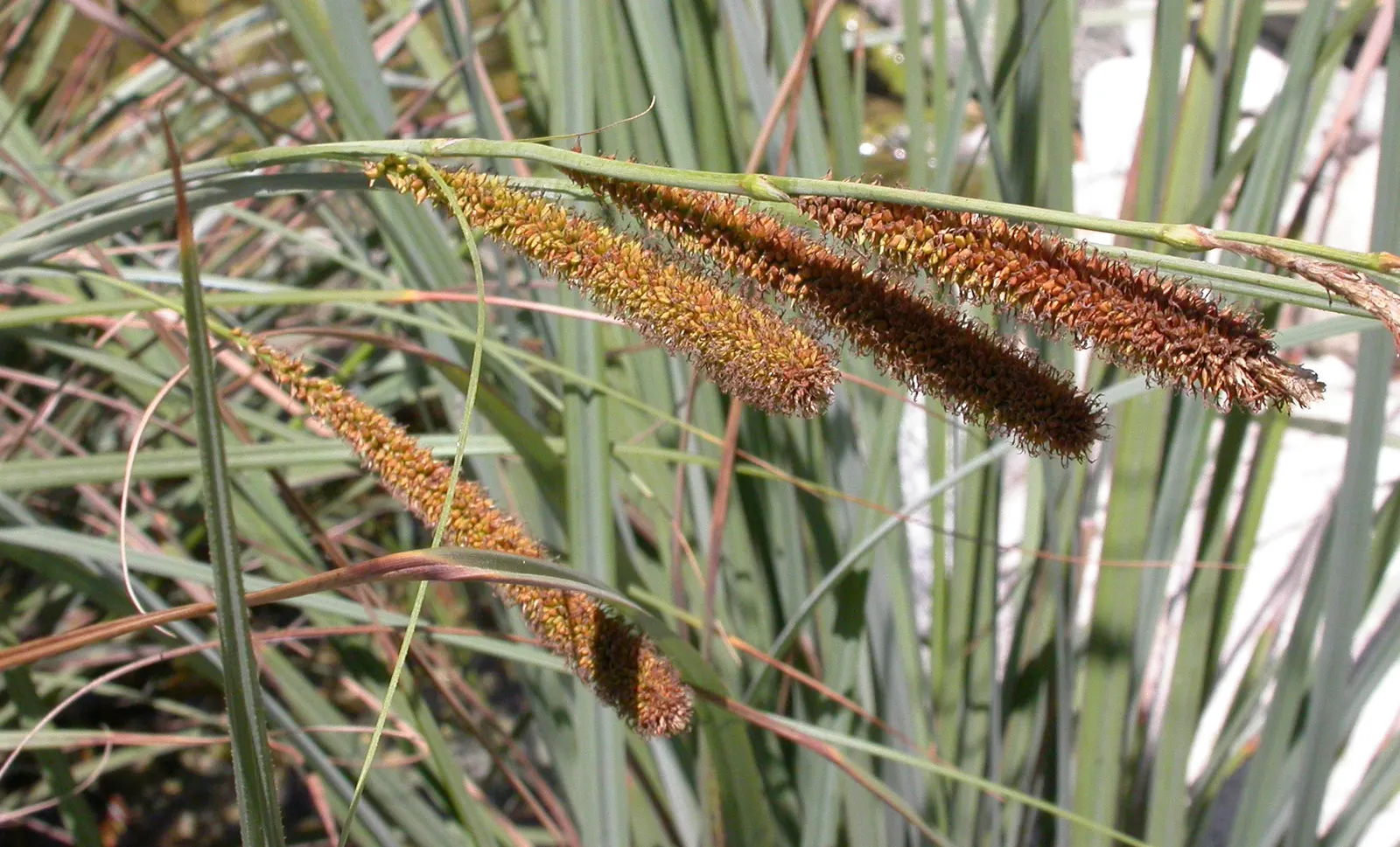 San Diego Sedge (Carex Spissa) — Hardy and low maintenance, it's a versatile choice for water-wise landscapes