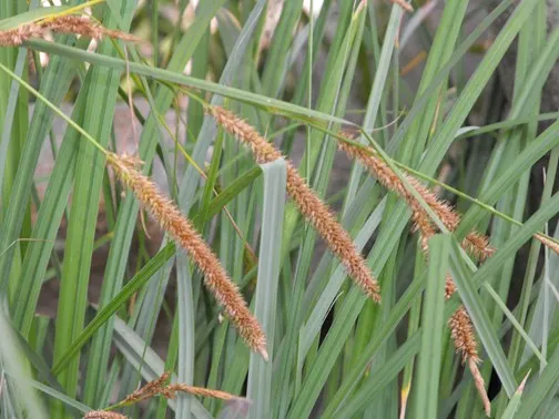 San Diego Sedge (Carex Spissa) — evergreen perennial native to the coastal valleys and foothills of Southern California
