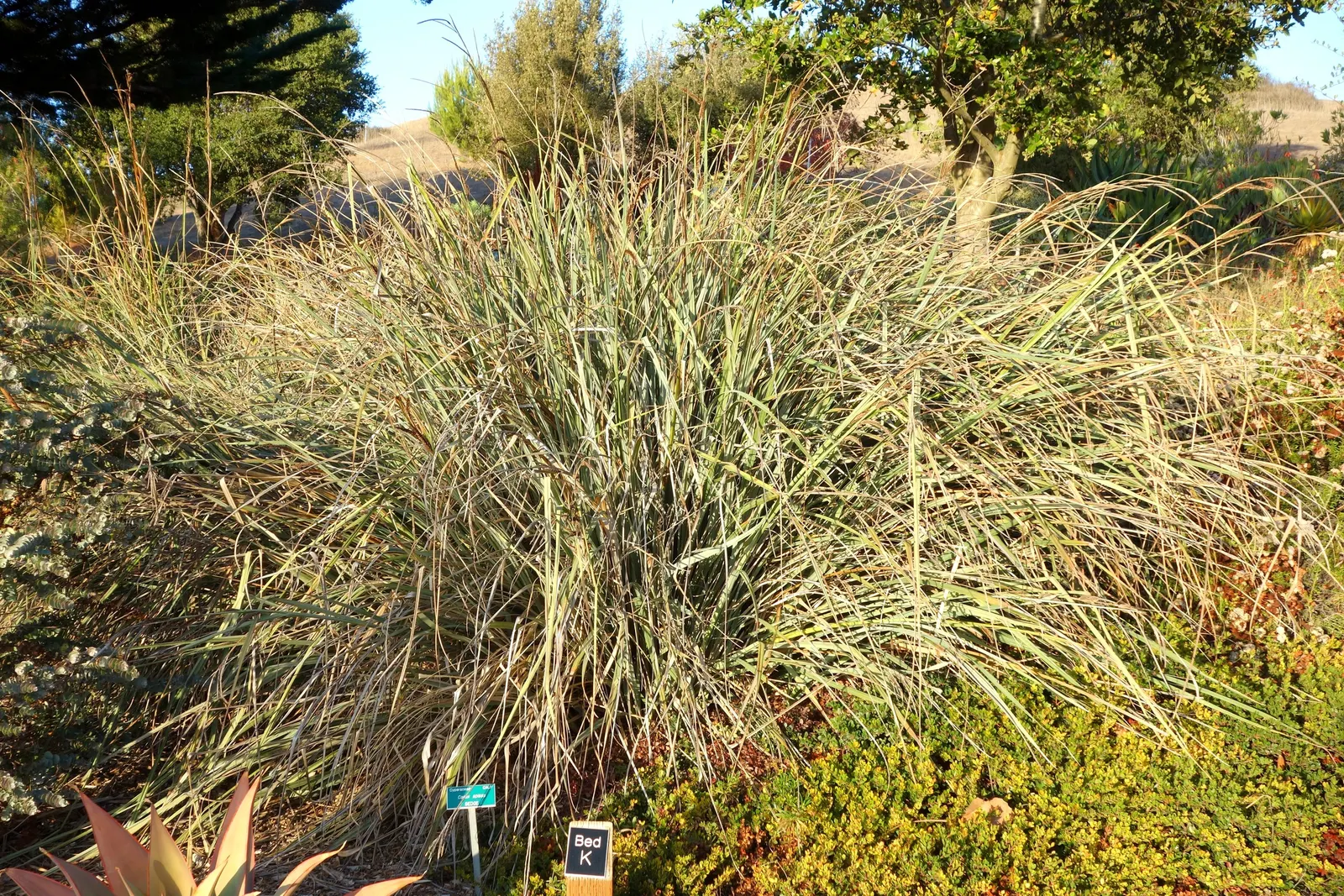 San Diego Sedge (Carex Spissa) — The San Diego Sedge (Carex spissa) is a robust, evergreen perennial sedge native to California