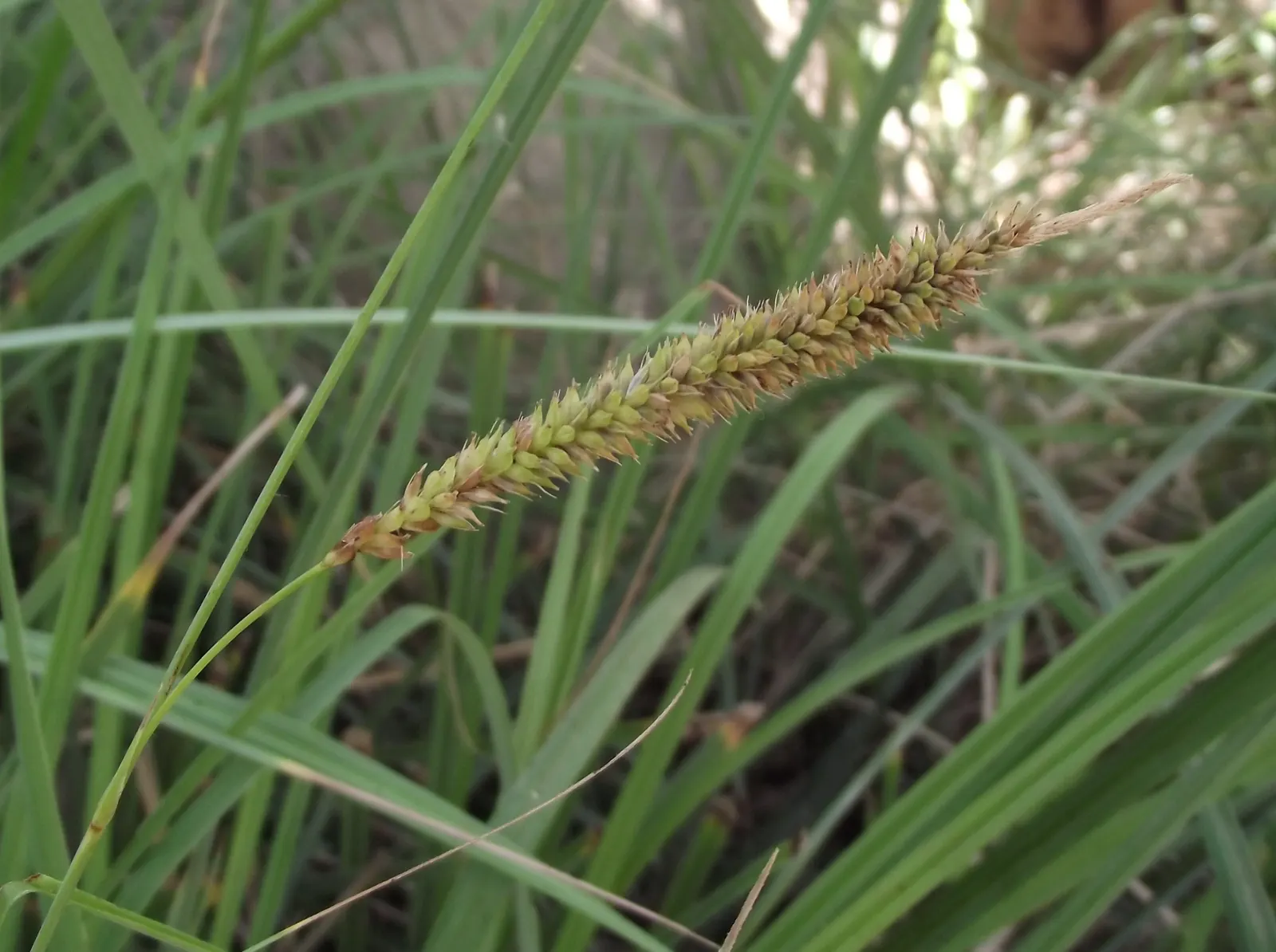 San Diego Sedge (Carex Spissa) — Featuring lush, dark green foliage, it reaches heights of 2-3 feet and spreads about 2 feet wide