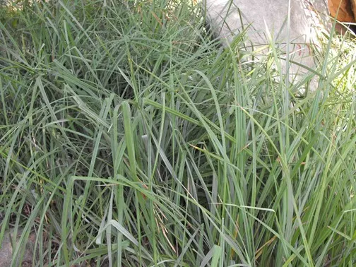 San Diego Sedge (Carex Spissa) — It thrives in full sun to part shade and prefers moist, well-drained soils