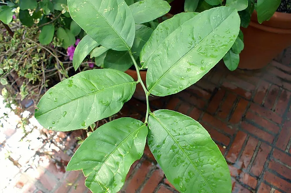 Eureka Lemon (Citrus Limon 'Eureka') — Perfect for culinary uses and as an attractive garden specimen
