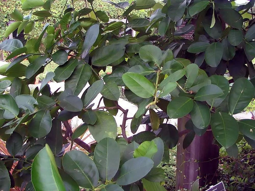 Eureka Lemon (Citrus Limon 'Eureka') — is a highly valued citrus tree renowned for its plentiful production of tangy