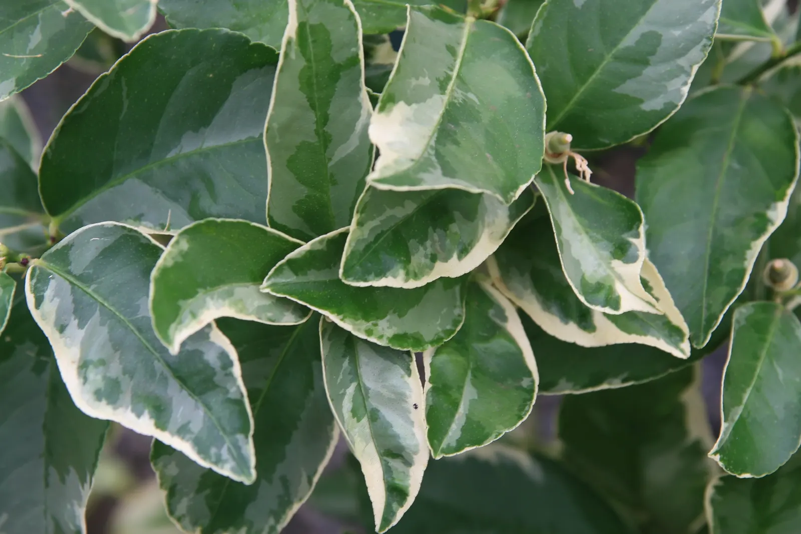 Eureka Lemon (Citrus Limon 'Eureka') — requiring full sun and well-draining soil