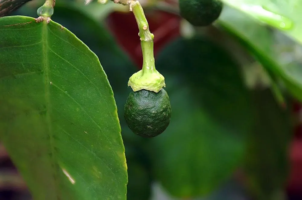 Eureka Lemon (Citrus Limon 'Eureka') — bright yellow lemons almost all year round