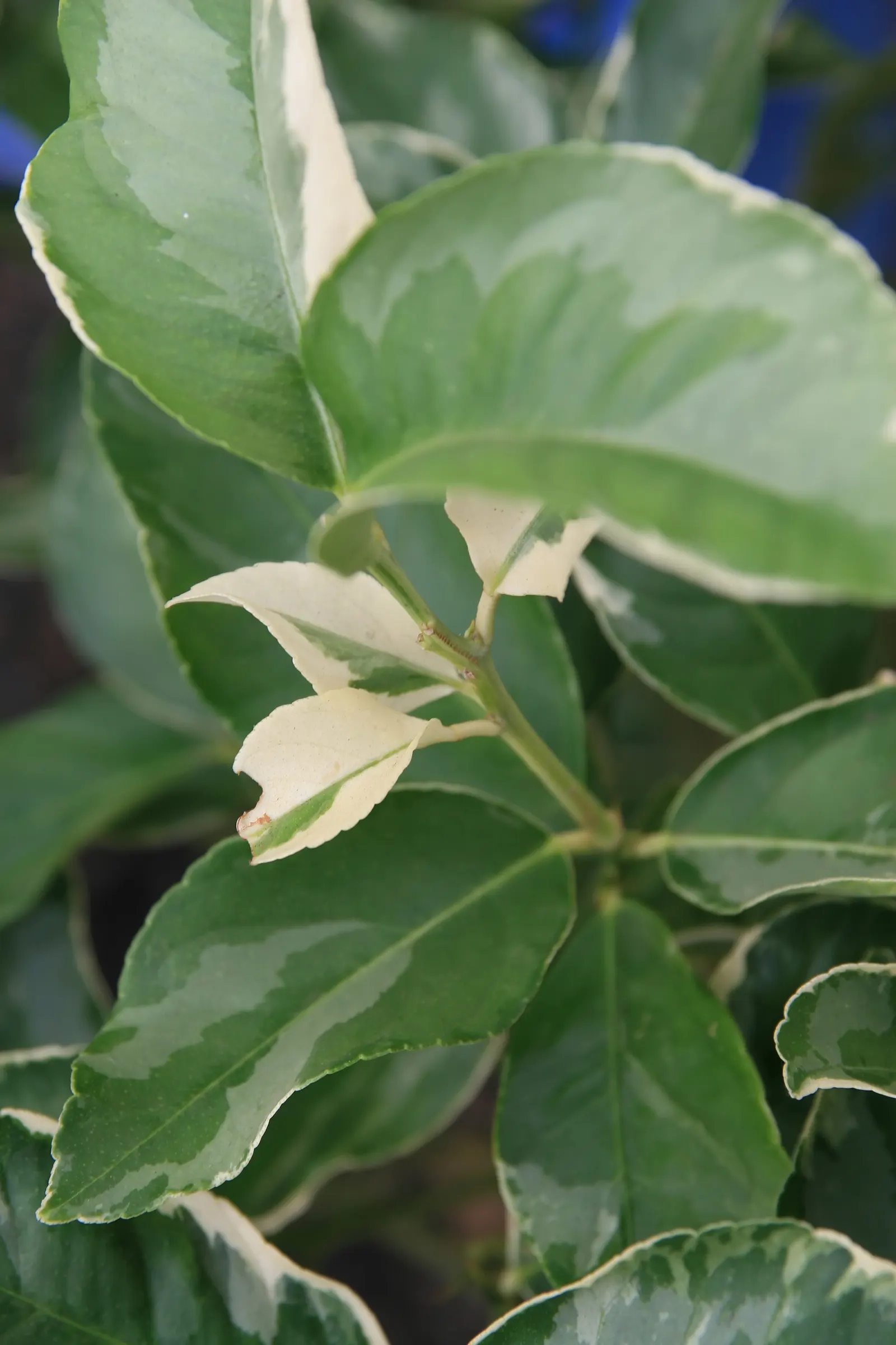 Eureka Lemon (Citrus Limon 'Eureka') — with a spread of 10-15 feet