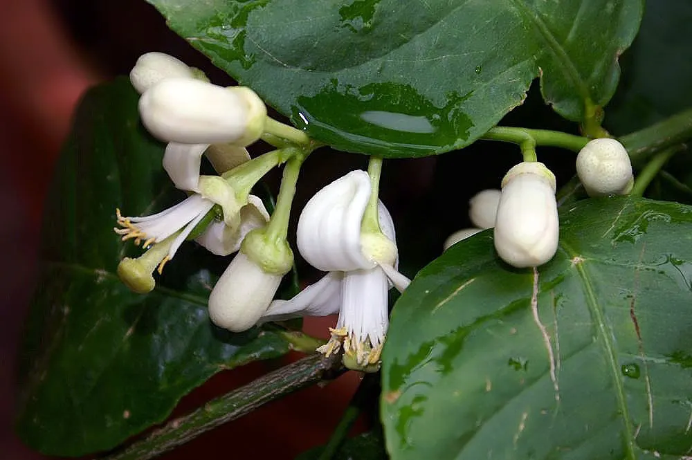 Eureka Lemon (Citrus Limon 'Eureka') — Ideal for zones 9-11, it needs protection from frost