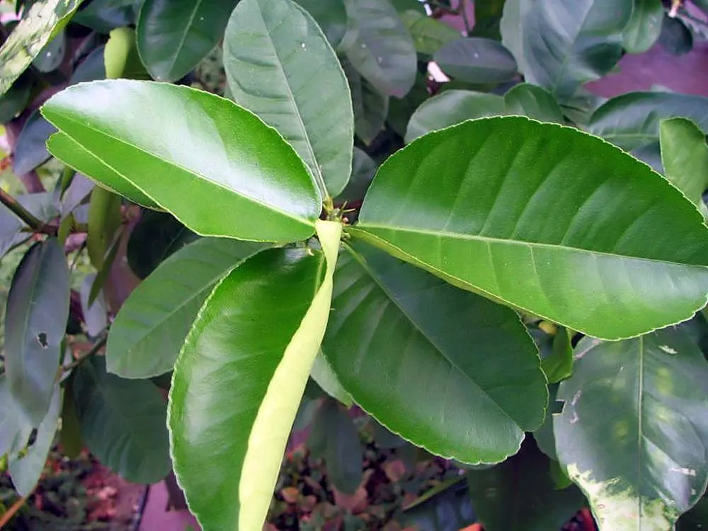 Eureka Lemon (Citrus Limon 'Eureka') — Its glossy foliage and fragrant flowers add ornamental value