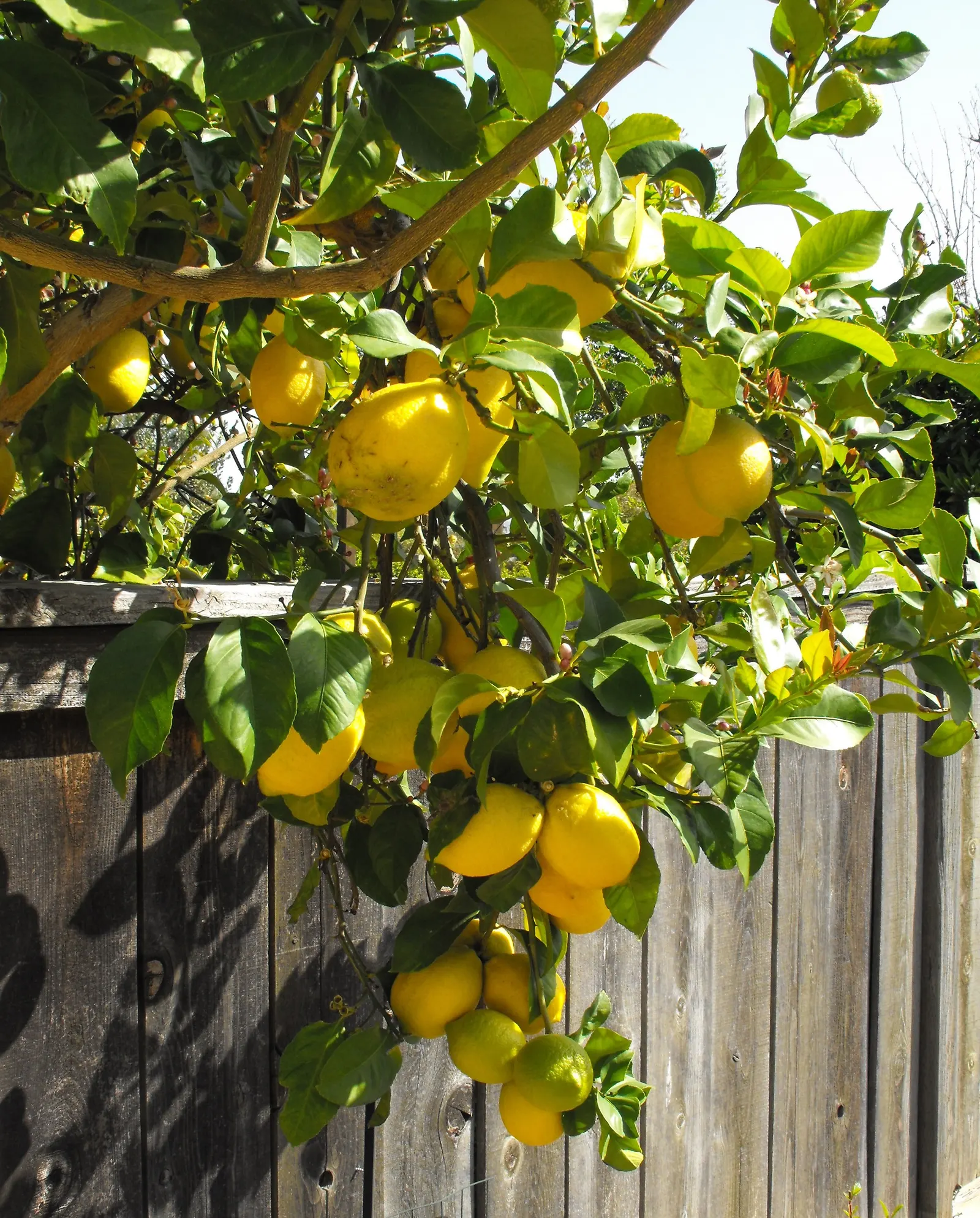 Eureka Lemon (Citrus Limon 'Eureka') — This evergreen tree reaches 10-20 feet in height