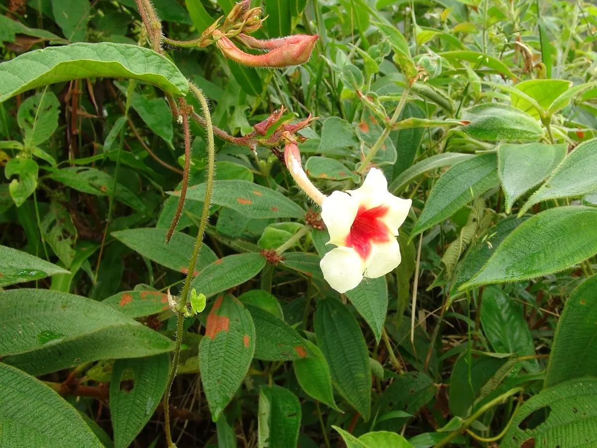 Mandevilla (Mandevilla Hybrids) — Department of Agriculture plant hardiness zones 9 through 11; adorning the landscape with a tropical flair, this, image 87