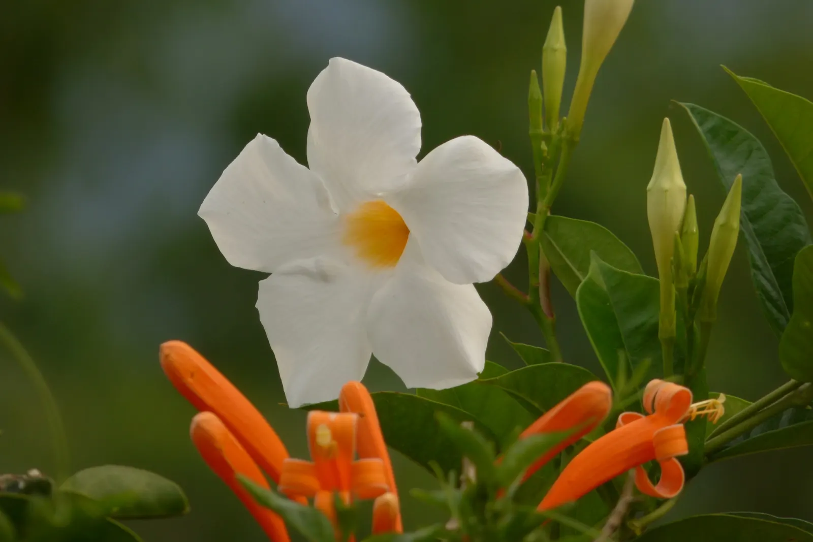 Mandevilla (Mandevilla Hybrids) — With vibrant flowers ranging from pink to red, they grow up to 10 feet in height and spread about 2 feet wide