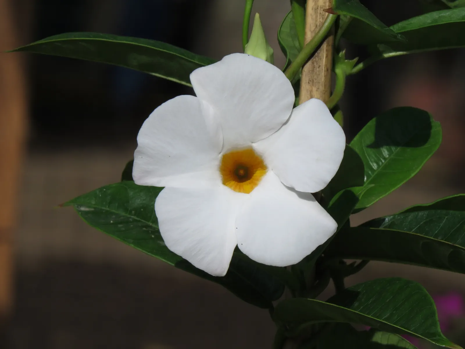 Mandevilla (Mandevilla Hybrids) — exotic touch to their garden aesthetic; present a climbing perennial vine suitable for trellises and arches, image 75