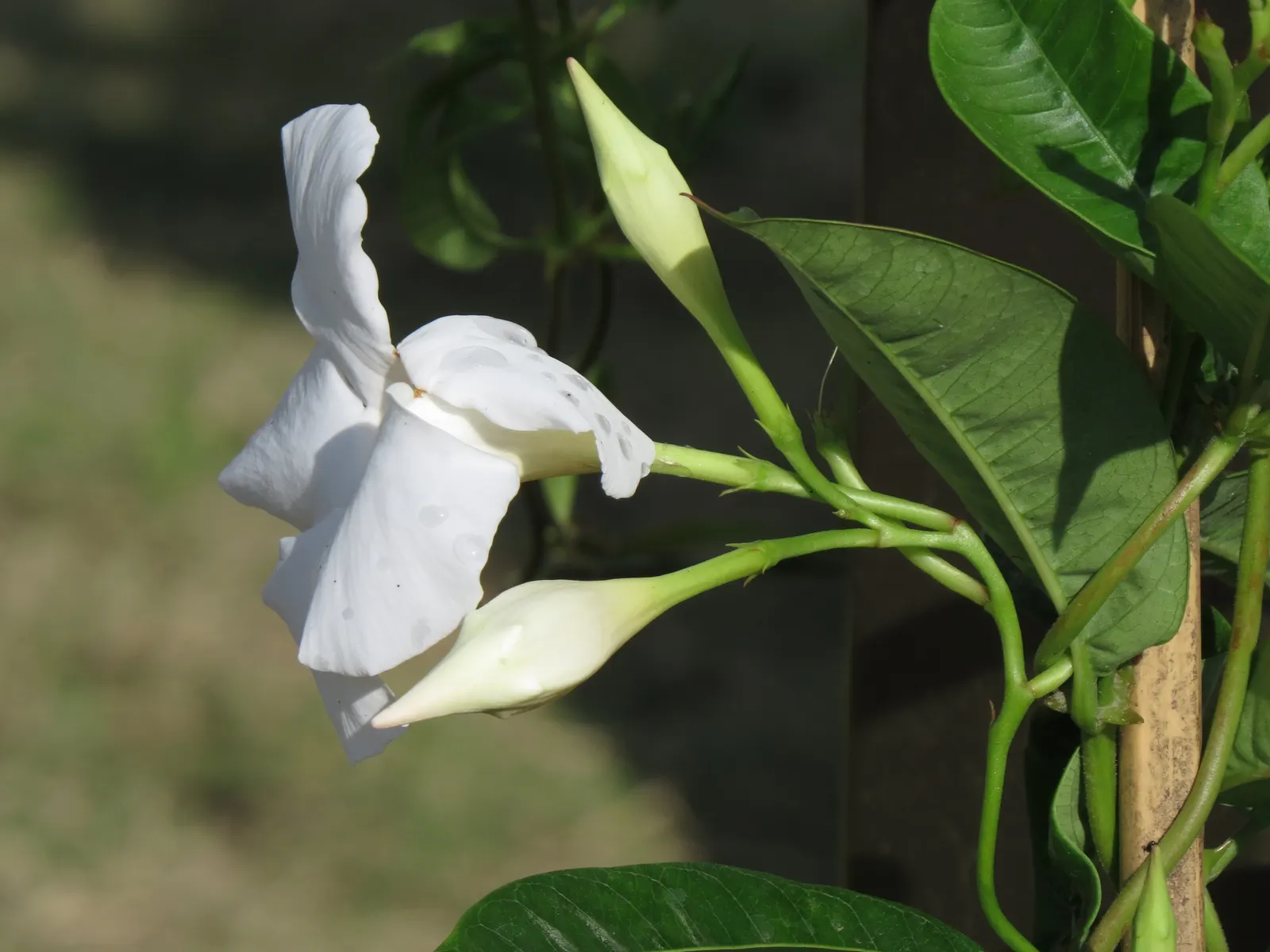 Mandevilla (Mandevilla Hybrids) — it's essential to provide a sturdy support structure