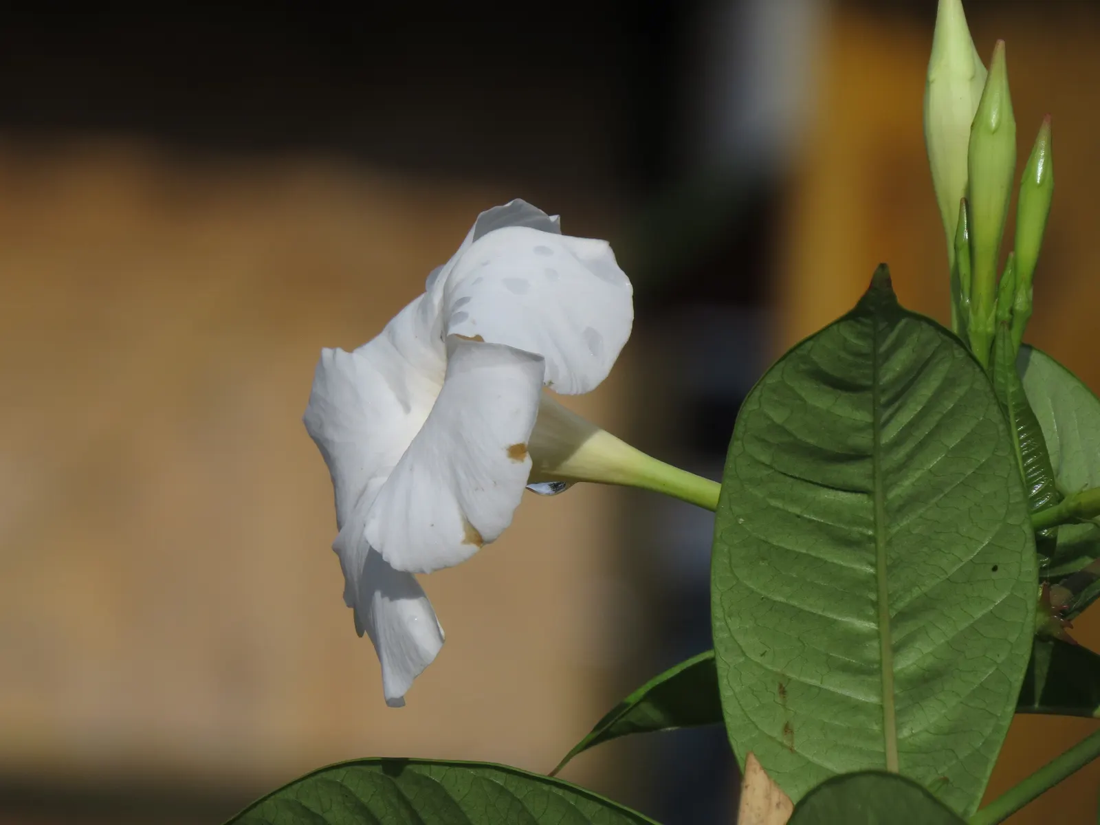 Mandevilla (Mandevilla Hybrids) — Its versatility and show-stopping blooms make it a splendid choice for your client's landscape; one may treat the, image 100