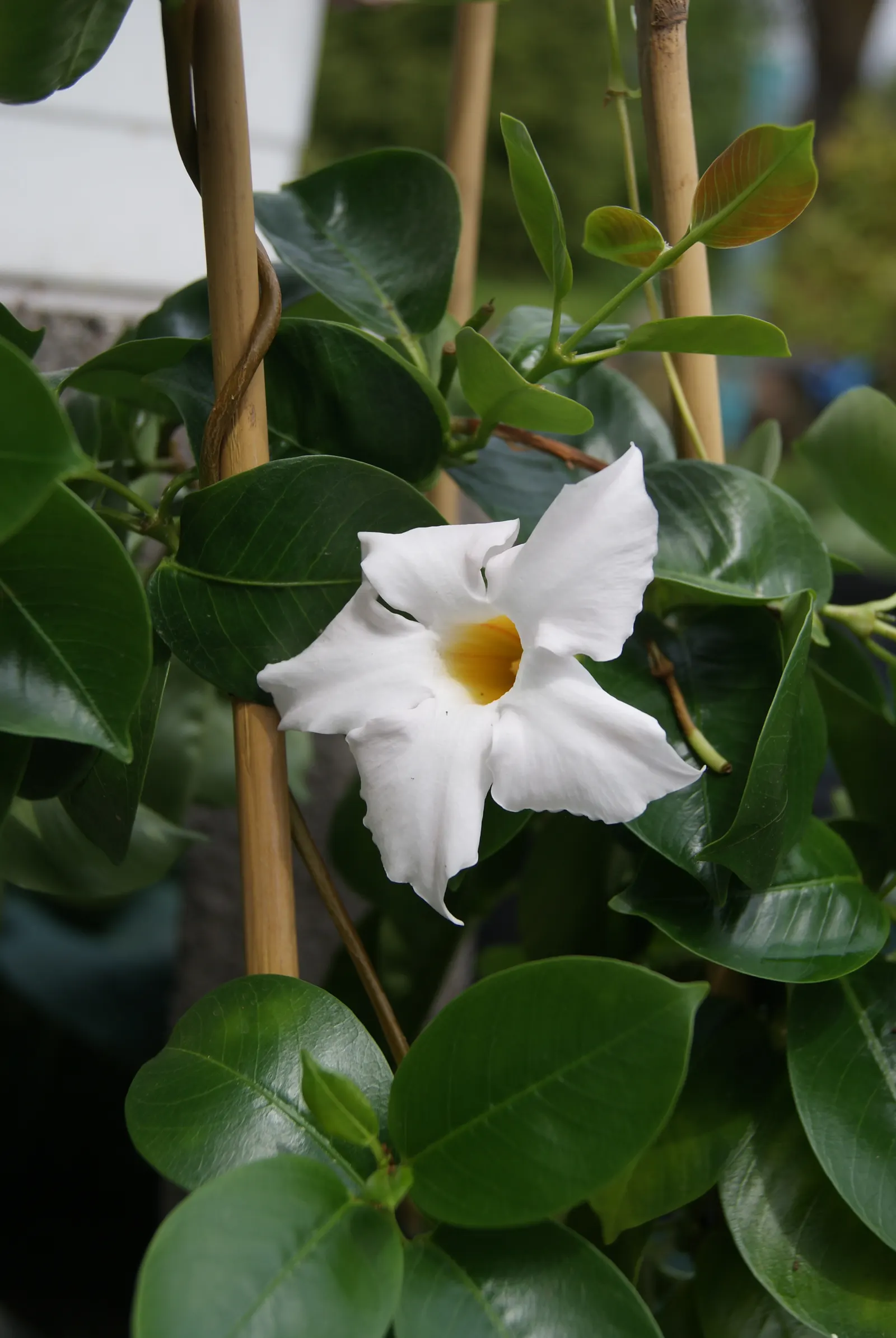Mandevilla (Mandevilla Hybrids) — vine for full or half; exotic touch to their garden aesthetic, image 104