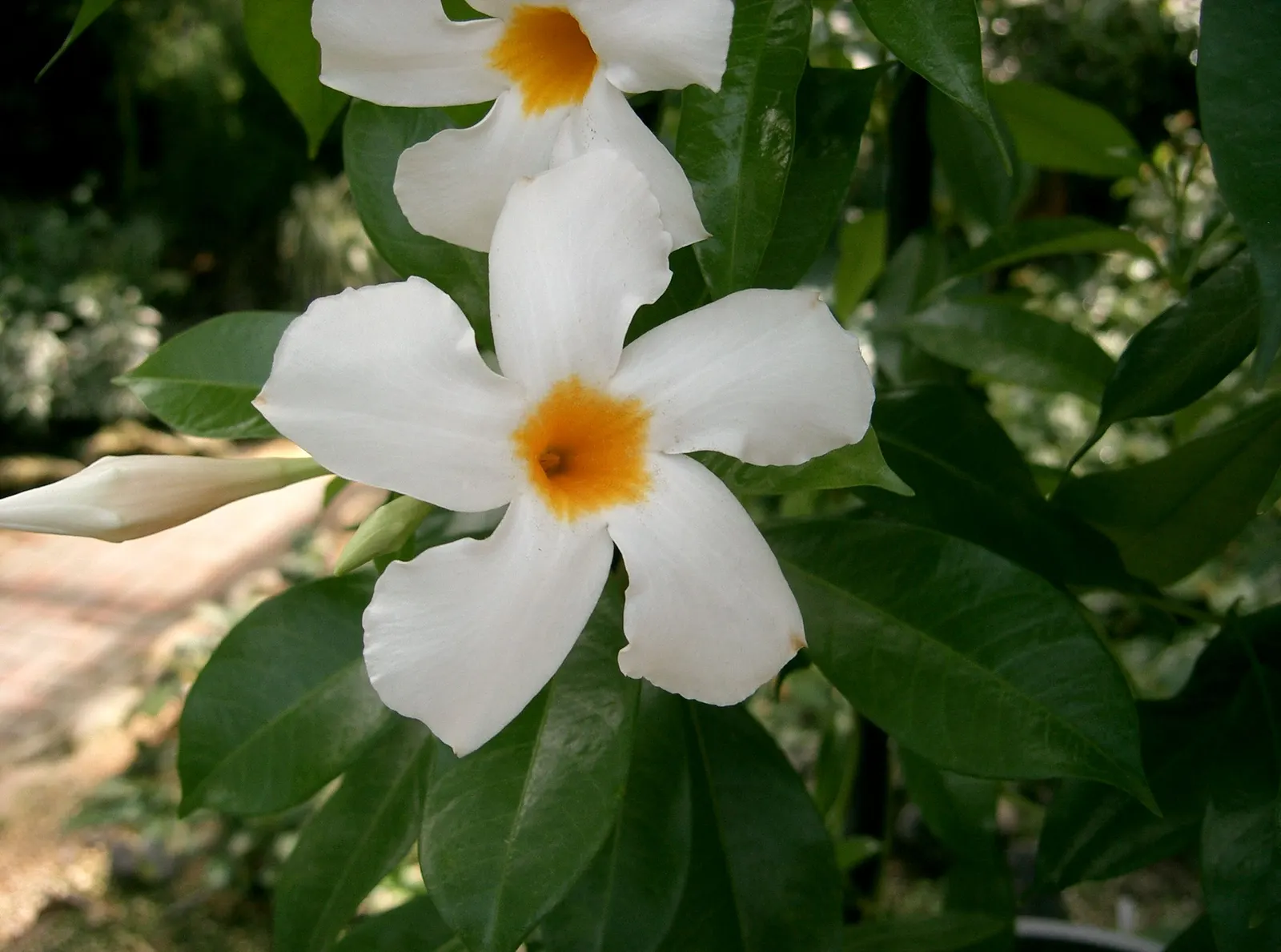 Mandevilla (Mandevilla Hybrids) — pink flowers in the garden; department of Agriculture plant hardiness zones 9 through 11, image 76