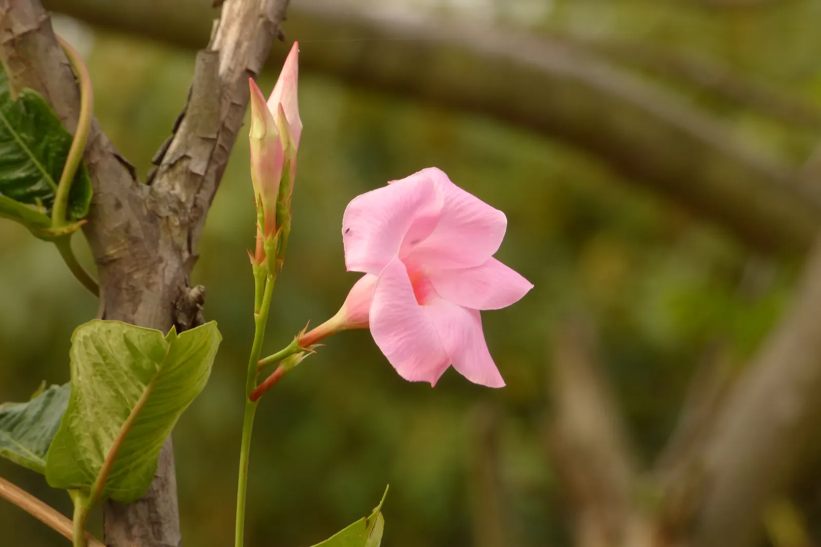 Mandevilla (Mandevilla Hybrids) — Though primarily a warm-season plant; such as a trellis or arbor, image 62