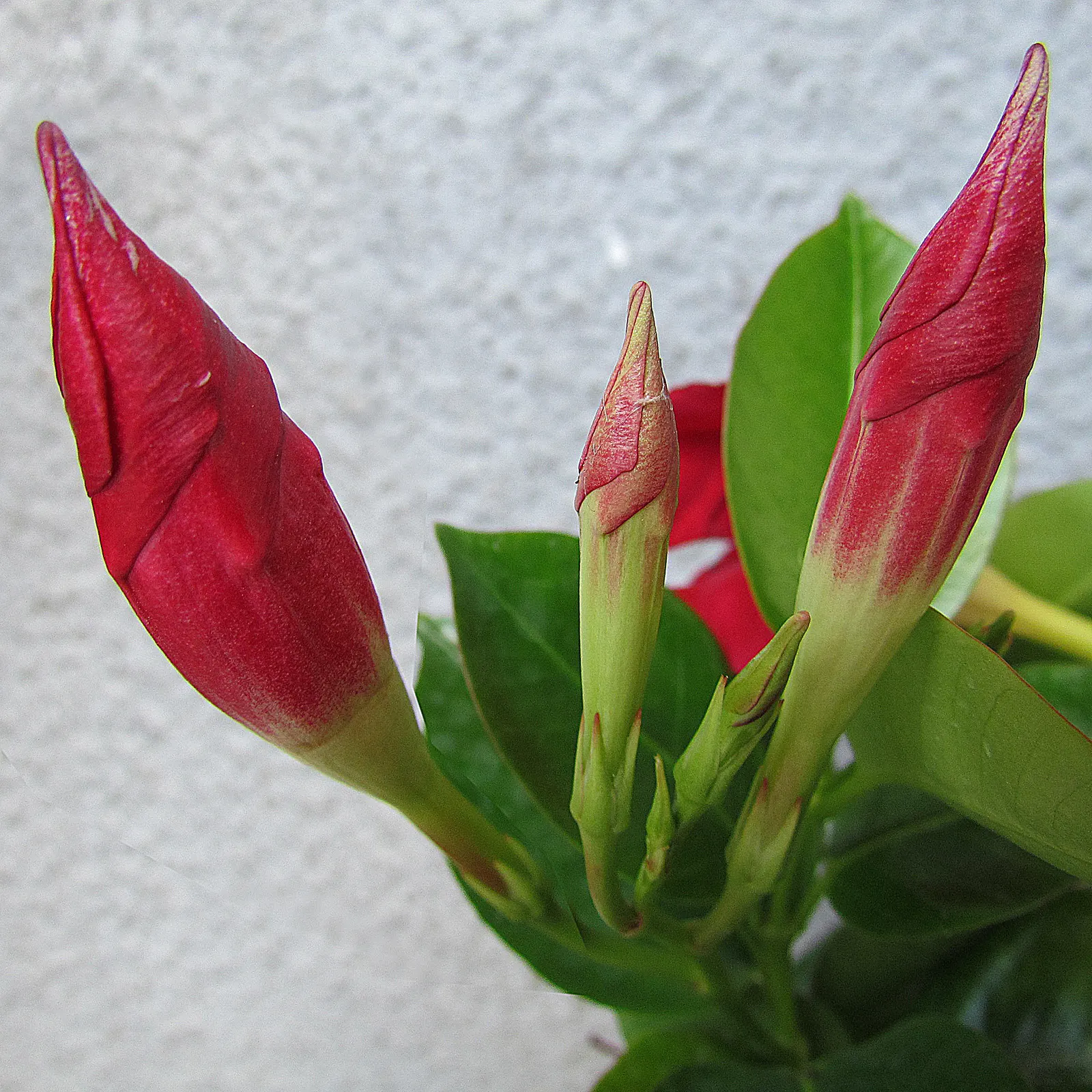 Mandevilla (Mandevilla Hybrids) — such as a trellis or arbor; pink flowers in the garden, image 67