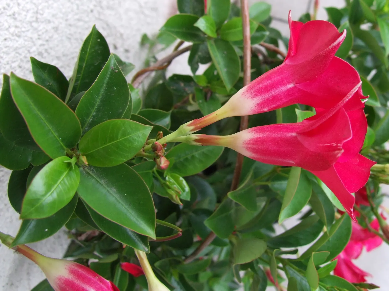 Mandevilla (Mandevilla Hybrids) — They thrive in full to partial sun, requiring well-drained soil; vine with pink blooms, image 56