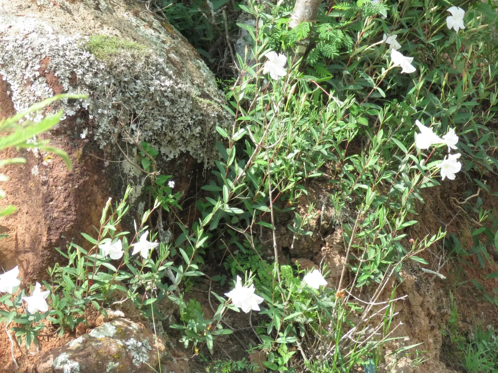 Mandevilla (Mandevilla Hybrids) — They thrive in full to partial sun, requiring well-drained soil; vine with pink blooms, image 108