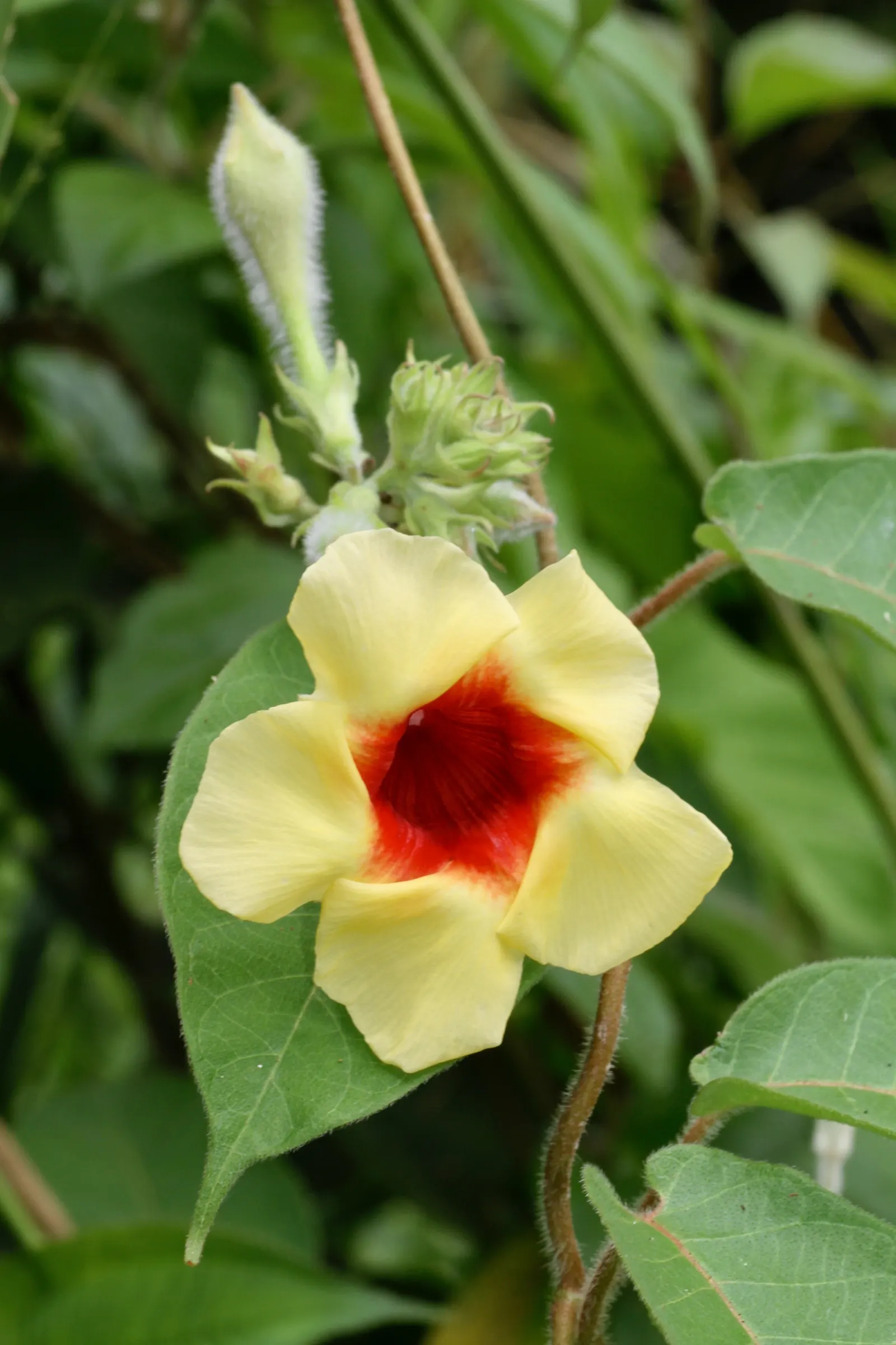 Mandevilla (Mandevilla Hybrids) — lance-shaped leaves that can measure between 3 to 8 inches long; with vibrant flowers ranging from pink to red, image 64