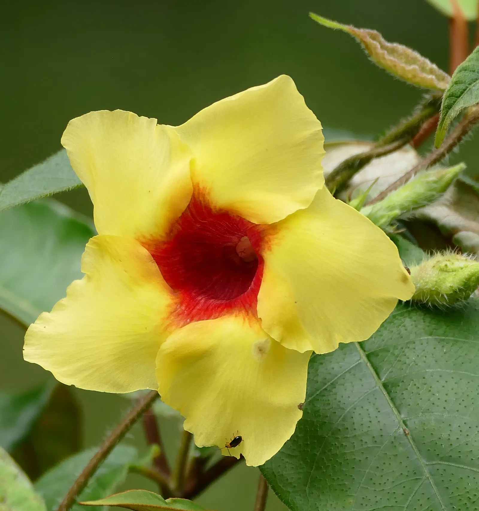 Mandevilla (Mandevilla Hybrids) — trumpet-shaped flowers which can unfurl to a width of 2-4 inches; but be watchful to avoid waterlogged conditions, image 111
