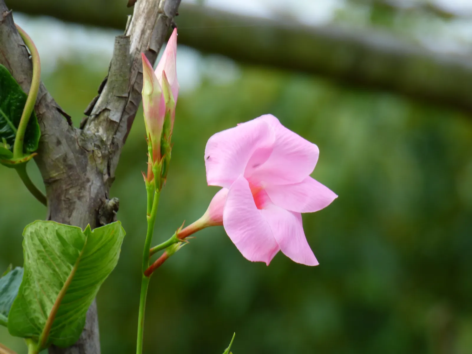 Mandevilla (Mandevilla Hybrids) — present a climbing perennial vine suitable for trellises and arches