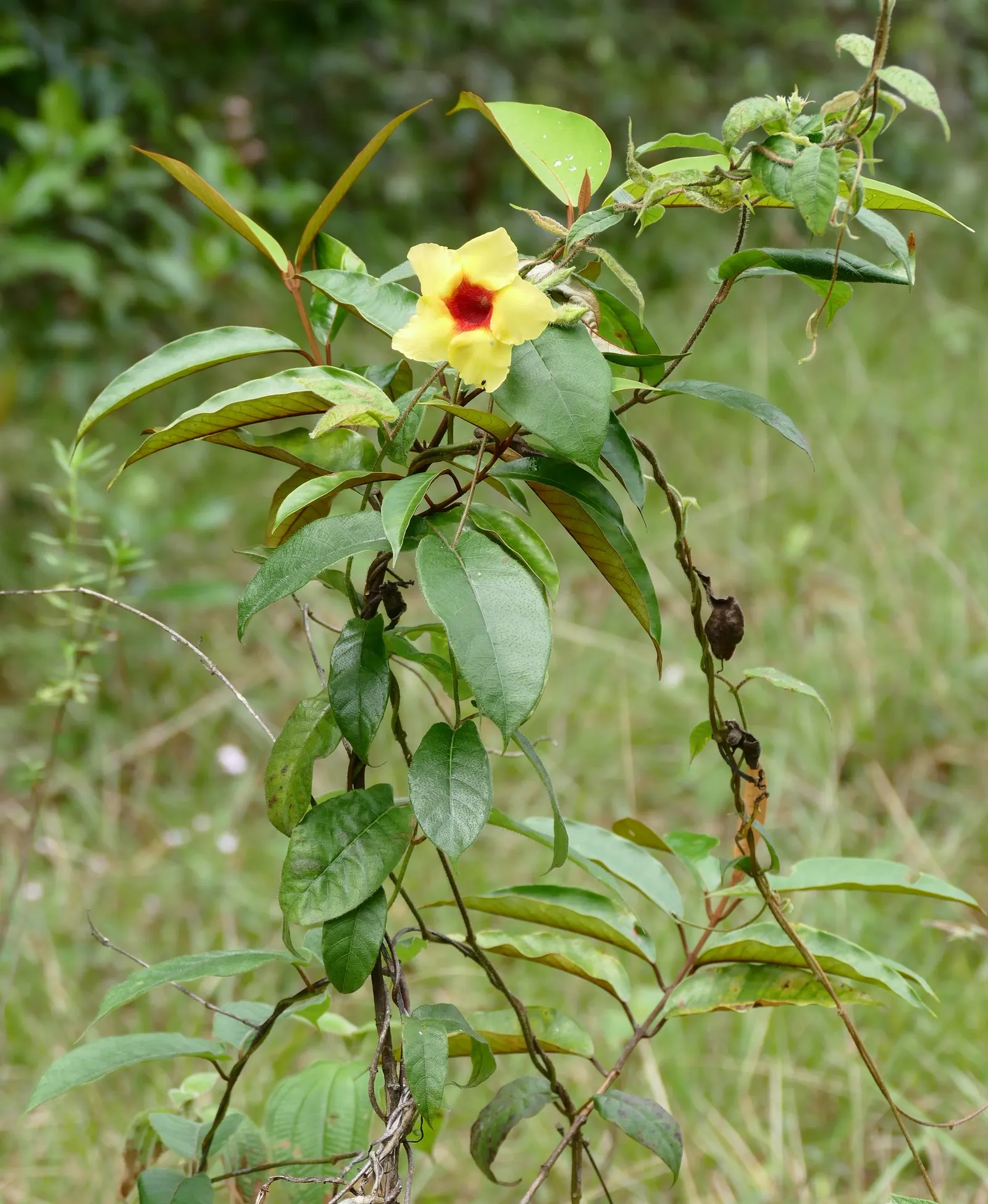 Mandevilla (Mandevilla Hybrids) — vine for full or half