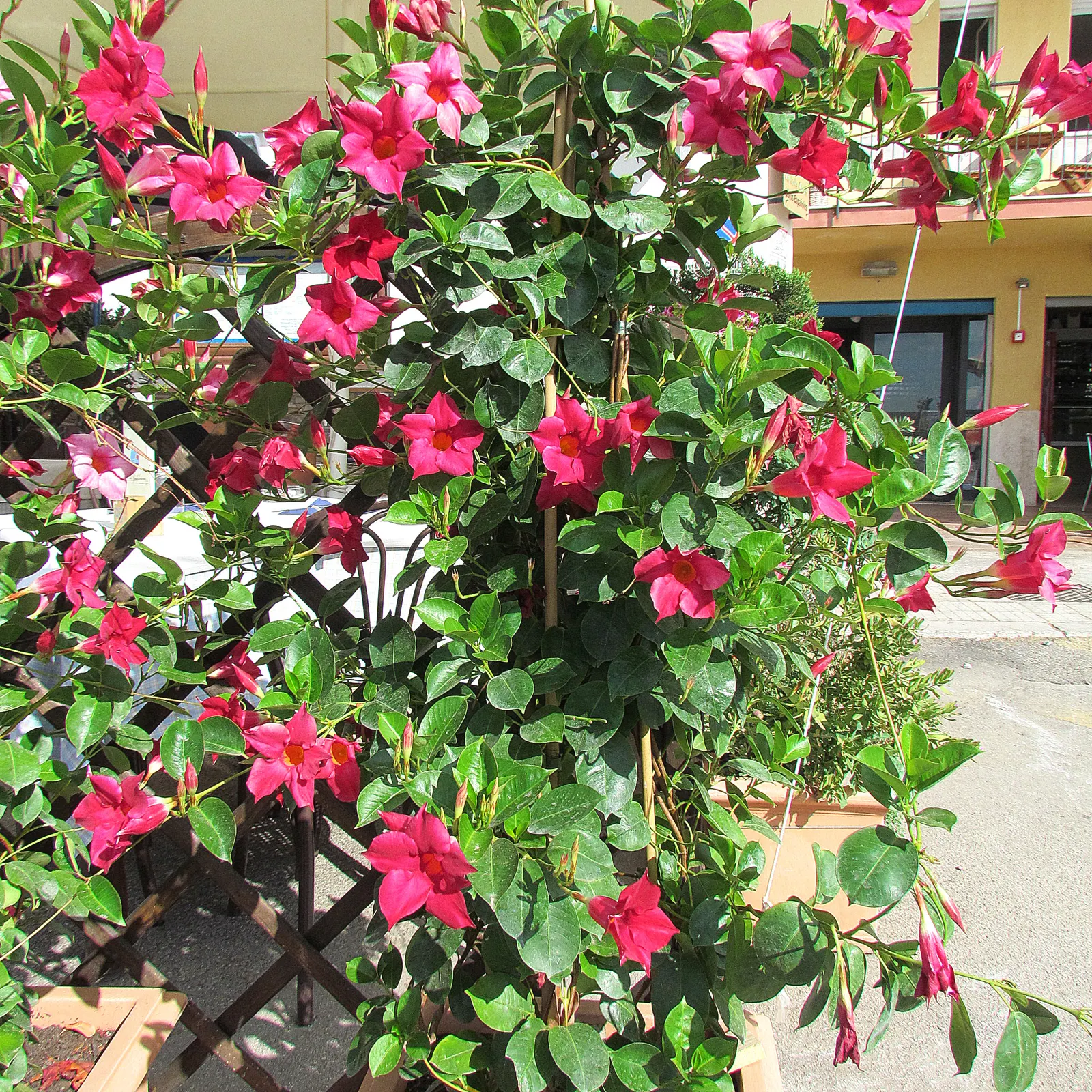 Mandevilla (Mandevilla Hybrids) — With vibrant flowers ranging from pink to red, they grow up to 10 feet in height and spread about 2 feet wide, image 81