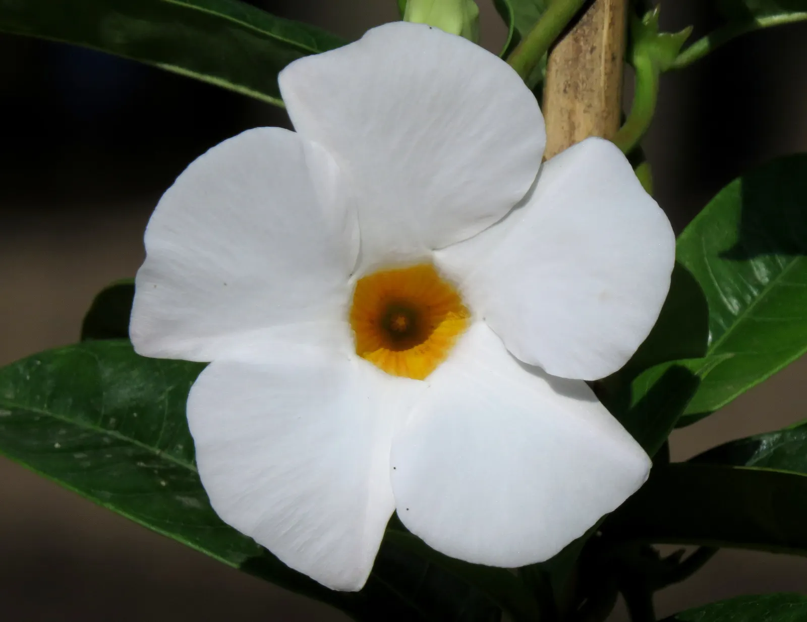 Mandevilla (Mandevilla Hybrids) — In colder regions, they are popular as annuals or container plants, and they need protection from frost; is a, image 109