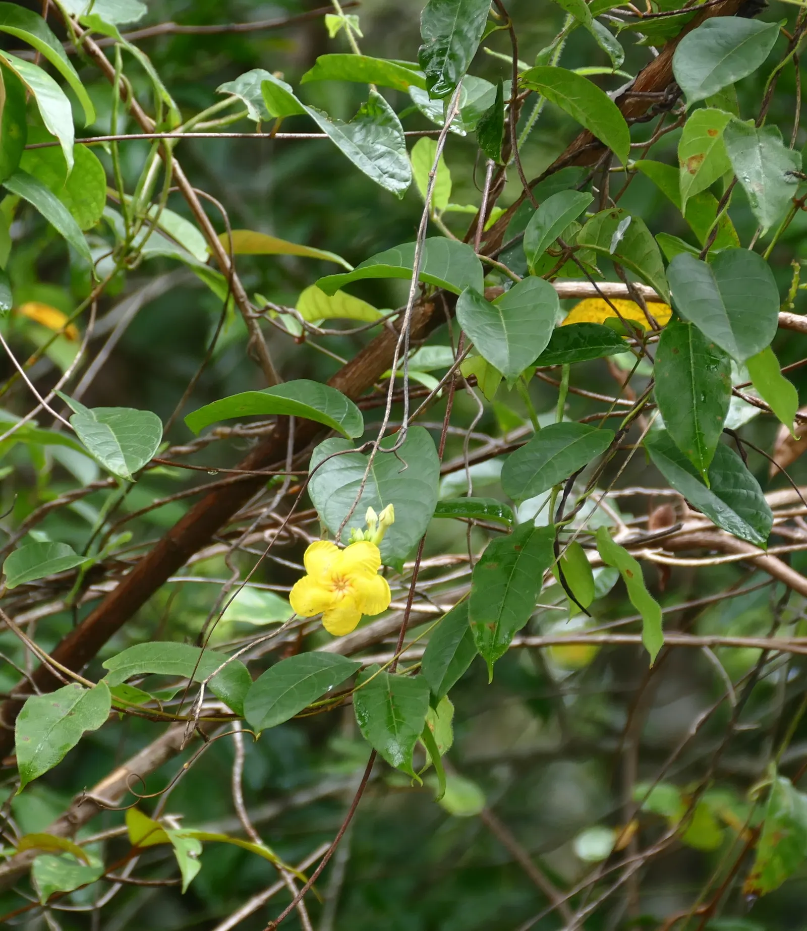 Mandevilla (Mandevilla Hybrids) — Department of Agriculture plant hardiness zones 9 through 11; adorning the landscape with a tropical flair, this perennial