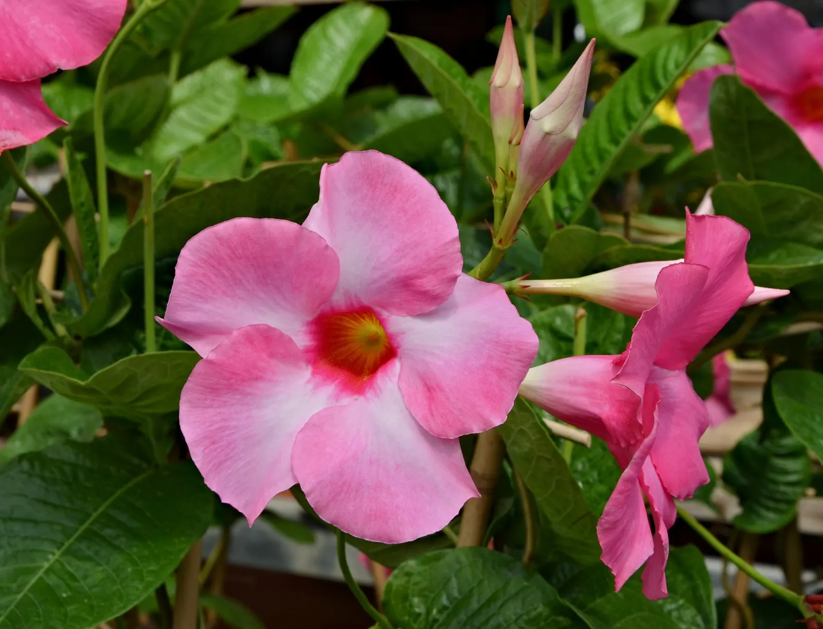 Mandevilla (Mandevilla Hybrids) — Full sun to partial shade is preferred; the Mandevilla requires well-draining soil and consistent moisture, image 70