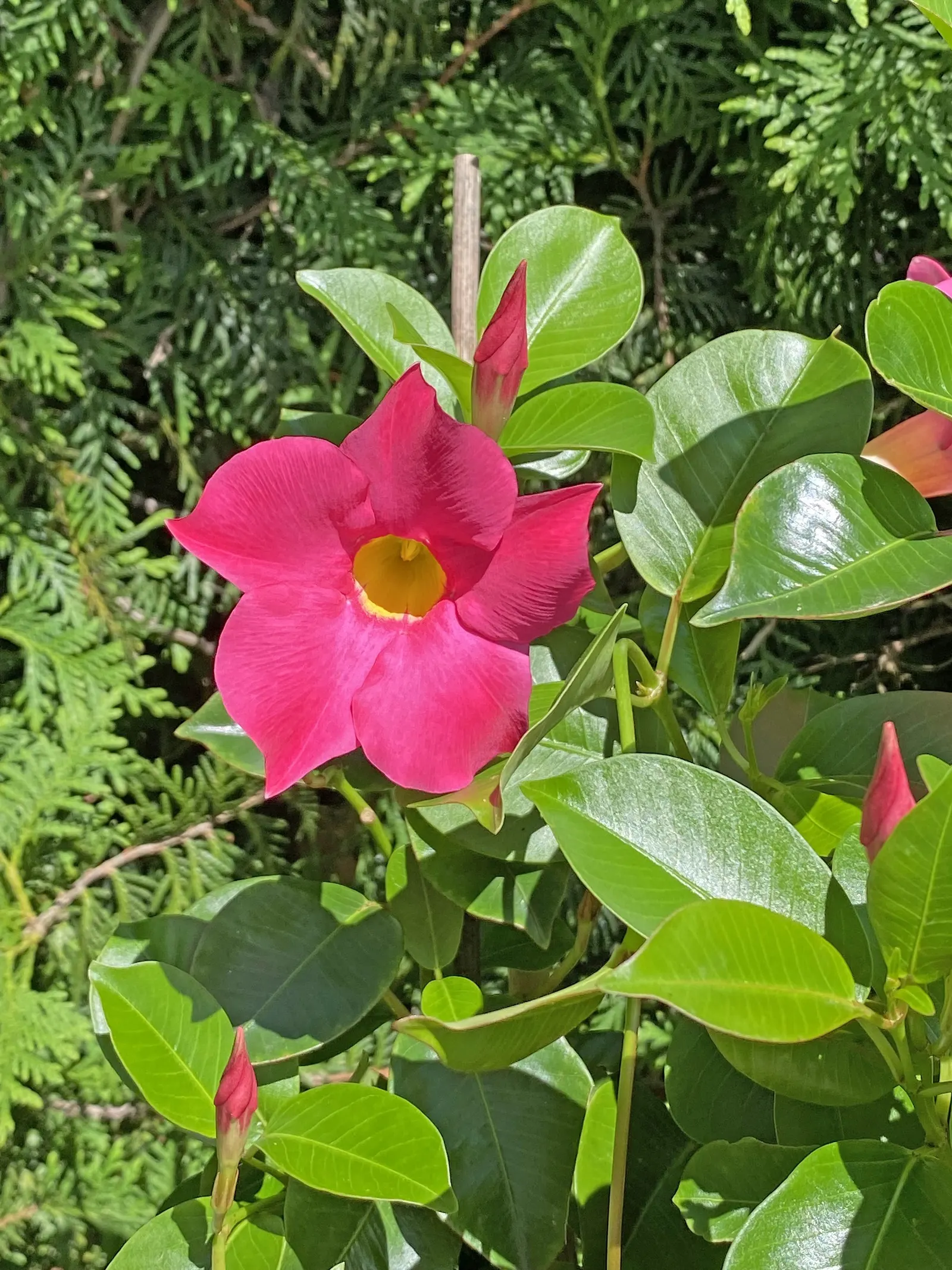 Mandevilla (Mandevilla Hybrids) — as mature vines can extend upwards of 10-20 feet; in colder regions, they are popular as annuals or container plants, and