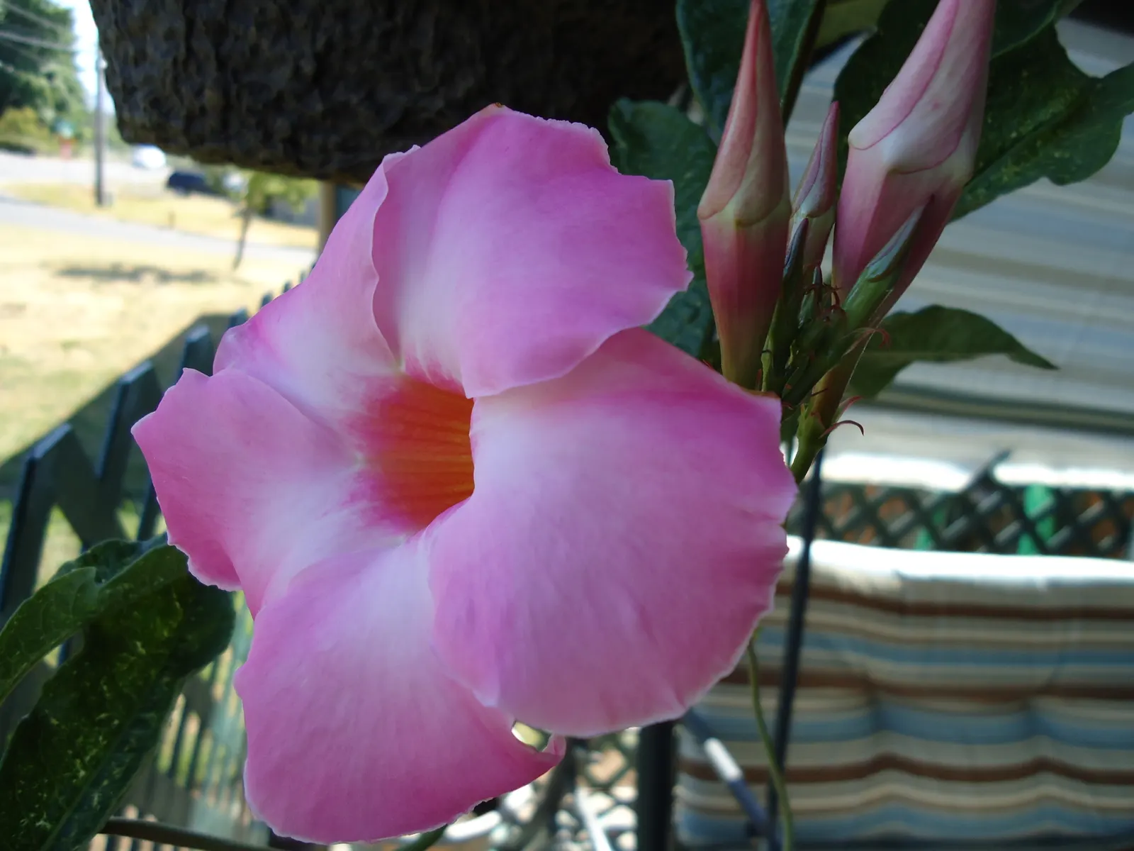 Mandevilla (Mandevilla Hybrids) — such as a trellis or arbor