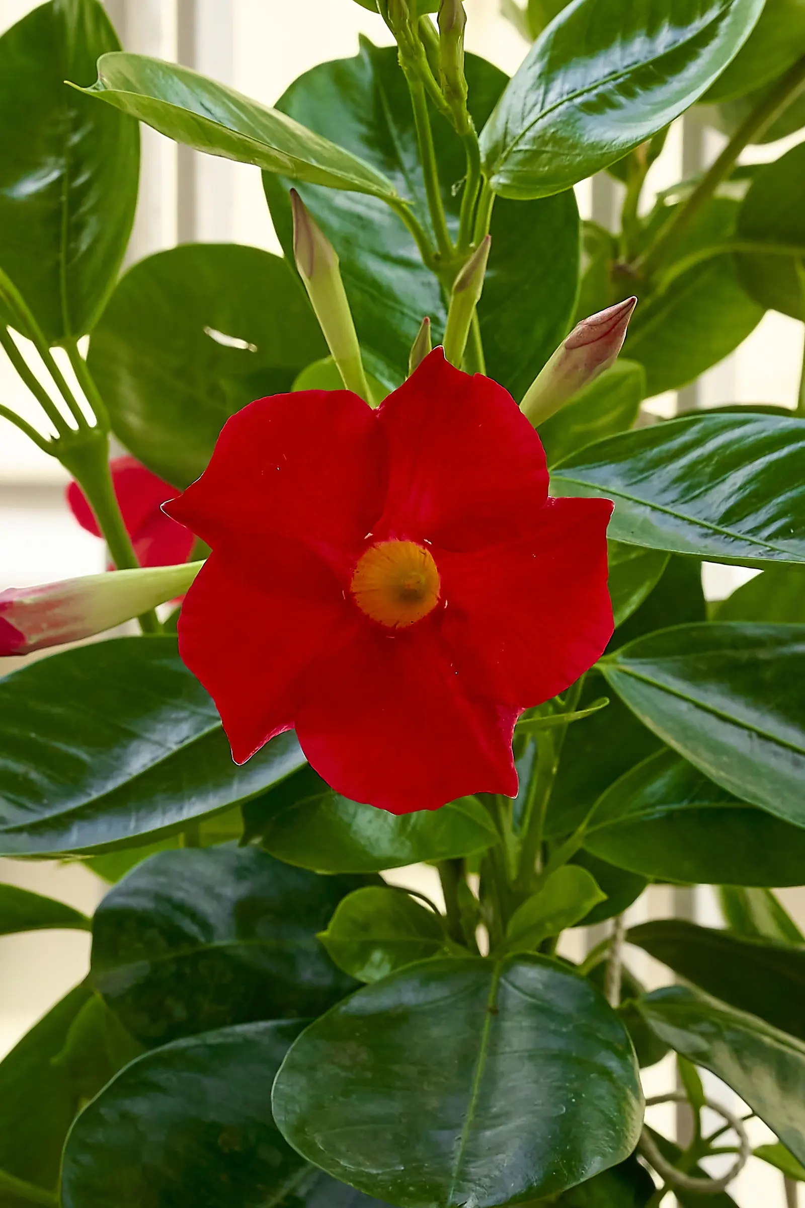 Mandevilla (Mandevilla Hybrids) — present a climbing perennial vine suitable for trellises and arches; the Mandevilla garners admiration for its, image 54