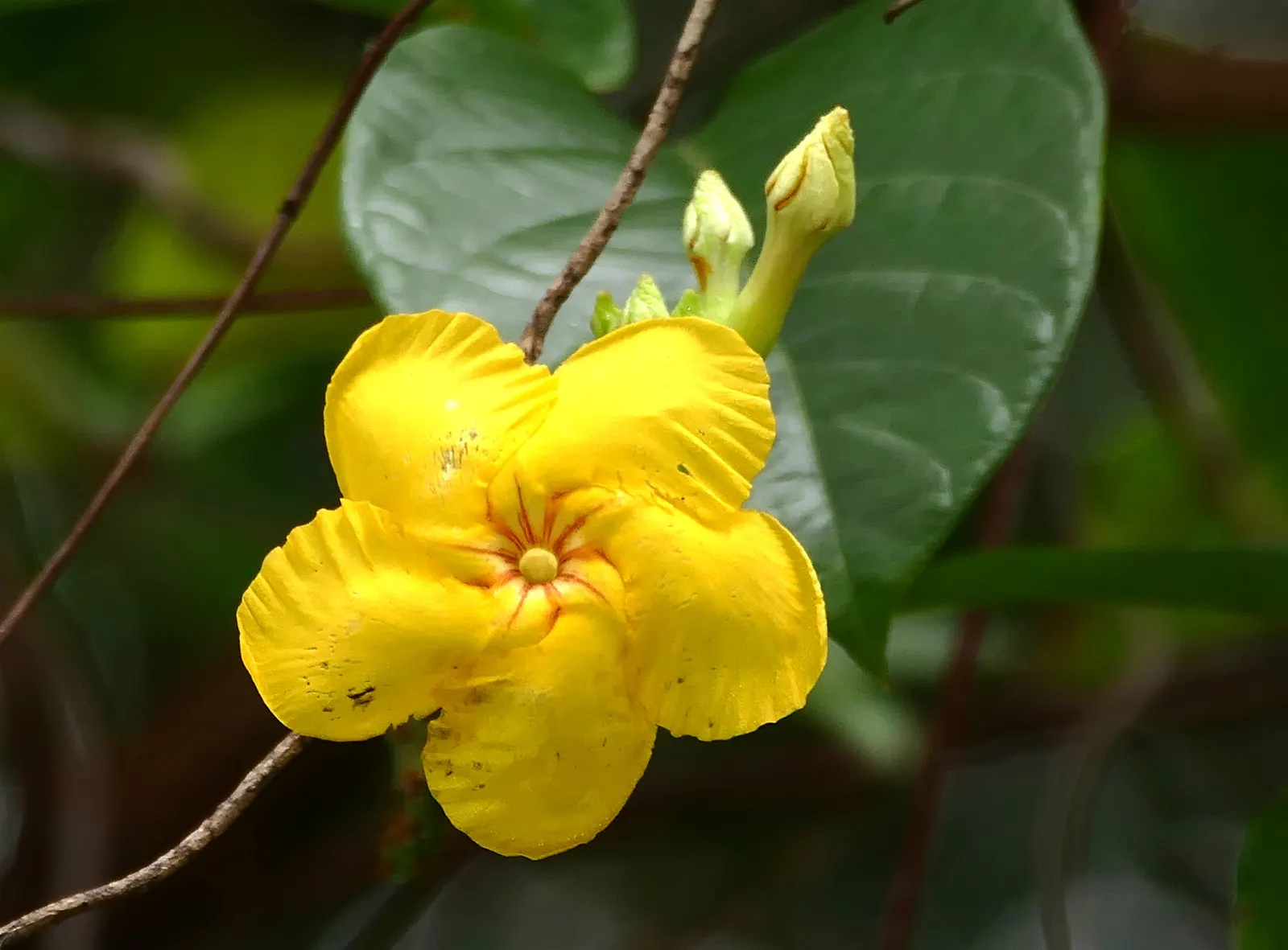 Mandevilla (Mandevilla Hybrids) — such as a trellis or arbor; pink flowers in the garden
